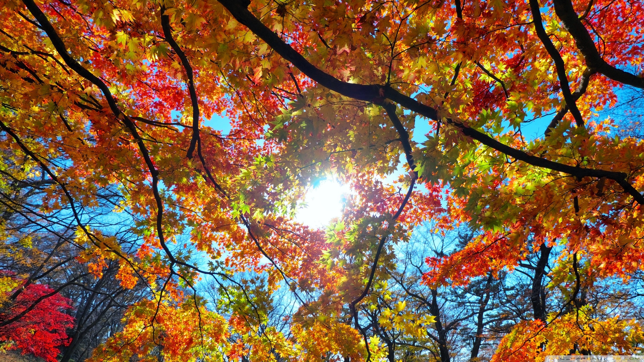 Free download wallpaper Nature, Leaf, Fall, Branch, Earth, Sunshine on your PC desktop