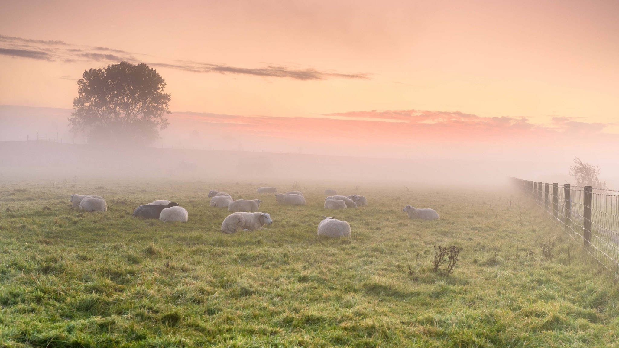 Download mobile wallpaper Nature, Grass, Fog, Sunrise, Field, Animal, Sheep for free.