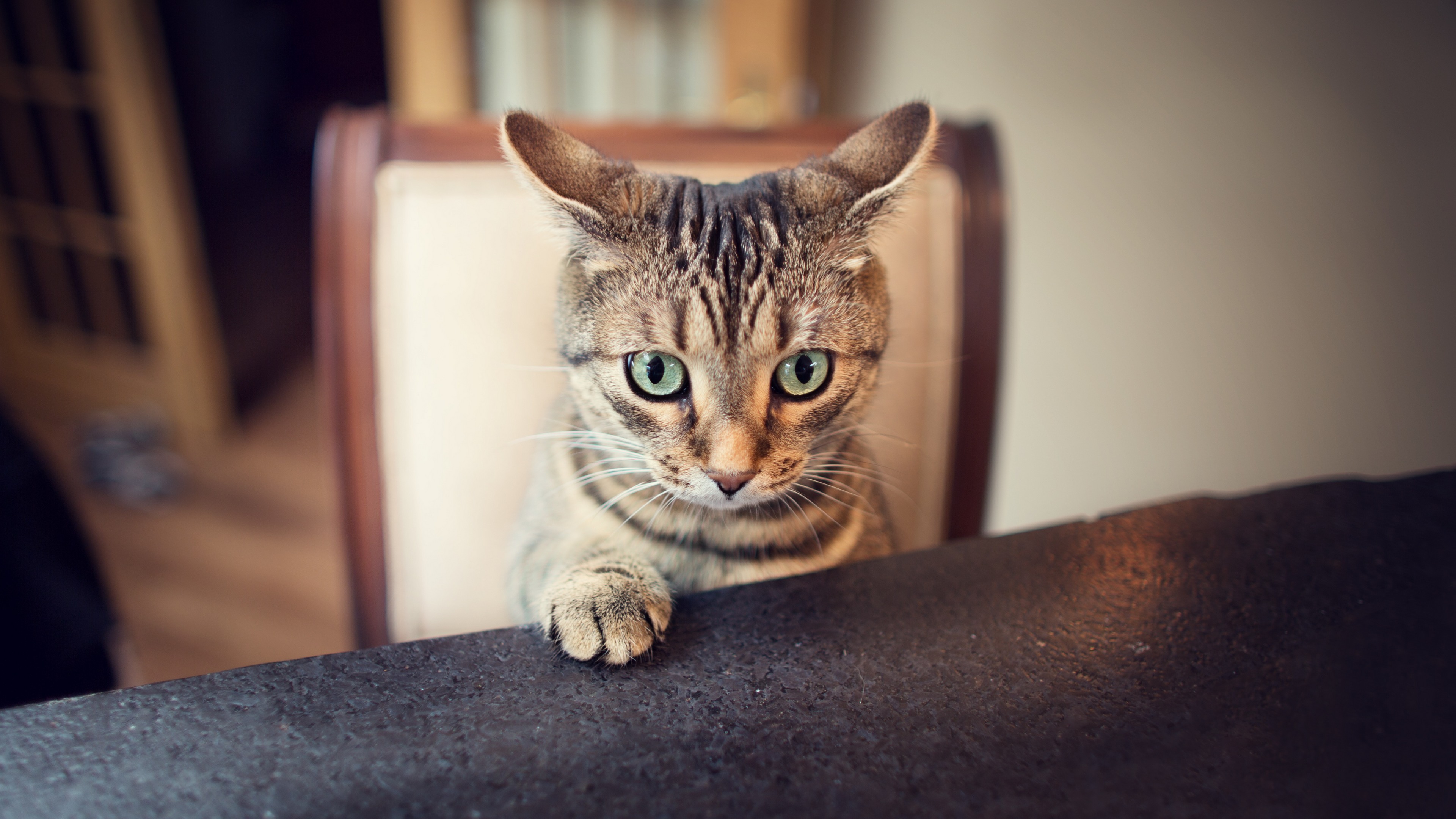 Baixar papel de parede para celular de Animais, Gato gratuito.