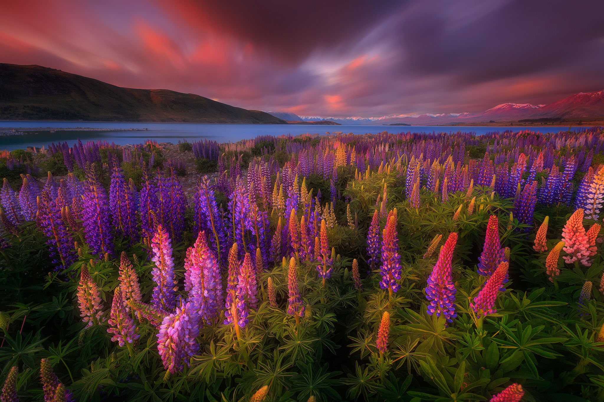 Download mobile wallpaper Flower, New Zealand, Earth, Lupine for free.