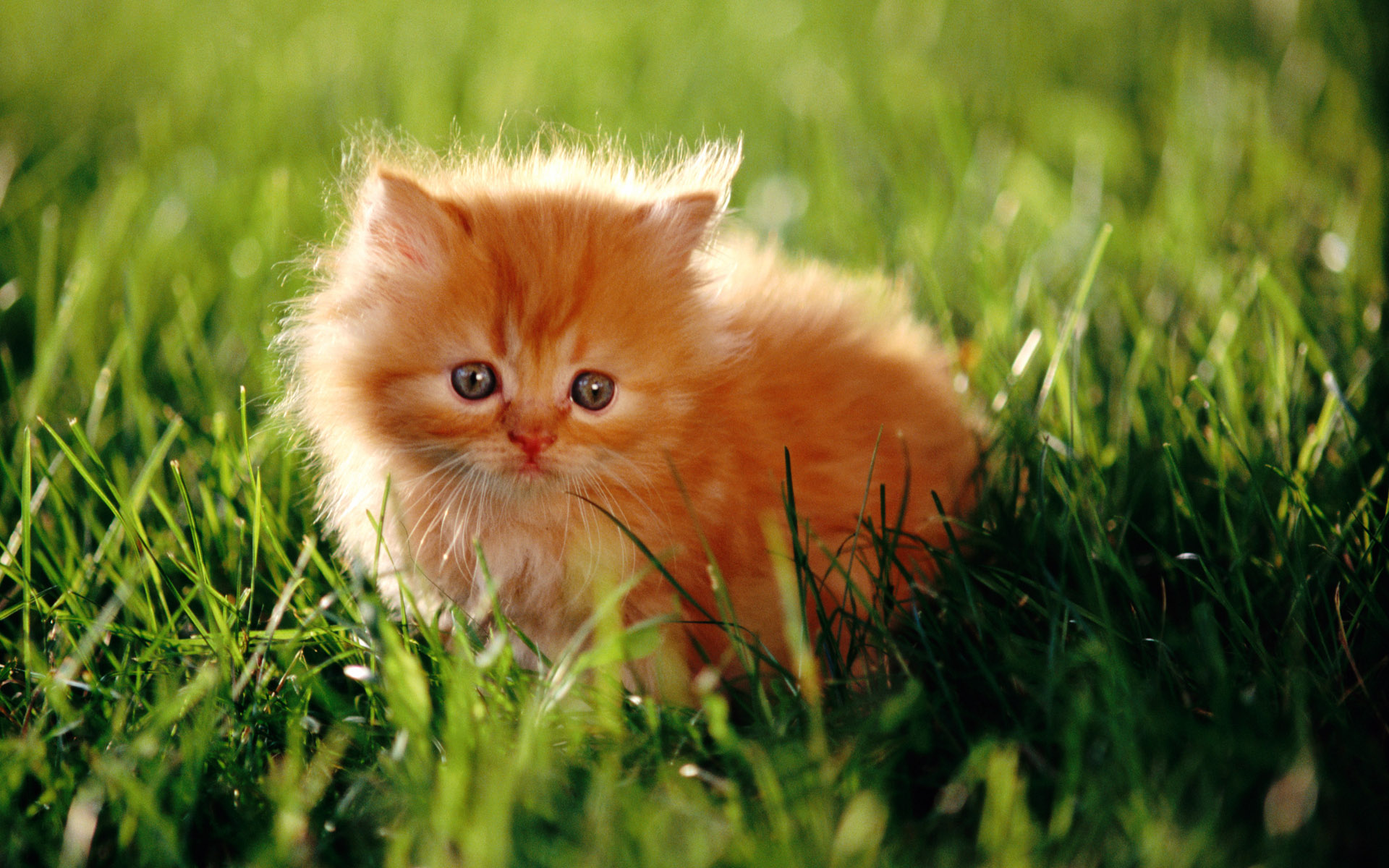 Free download wallpaper Cats, Cat, Animal on your PC desktop