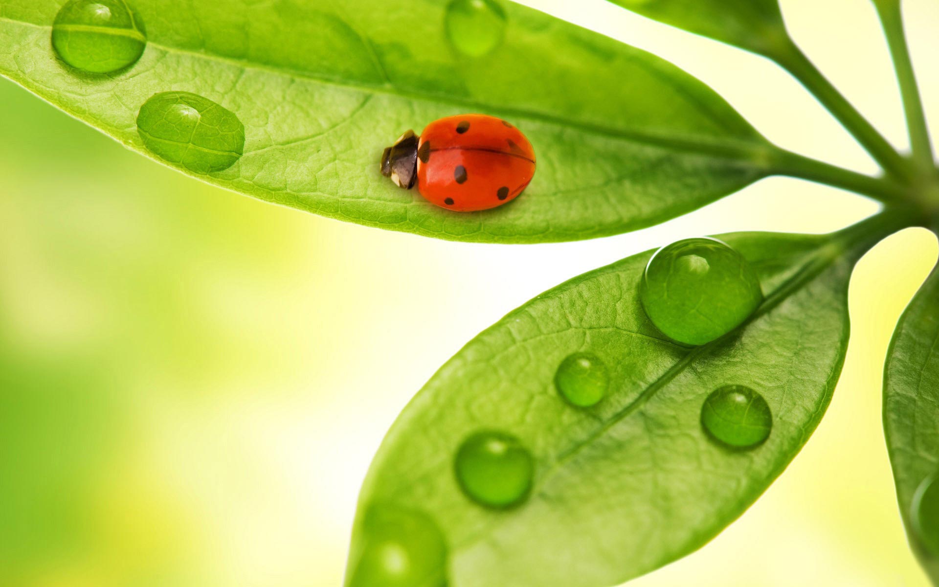 Free download wallpaper Leaf, Animal, Ladybug on your PC desktop