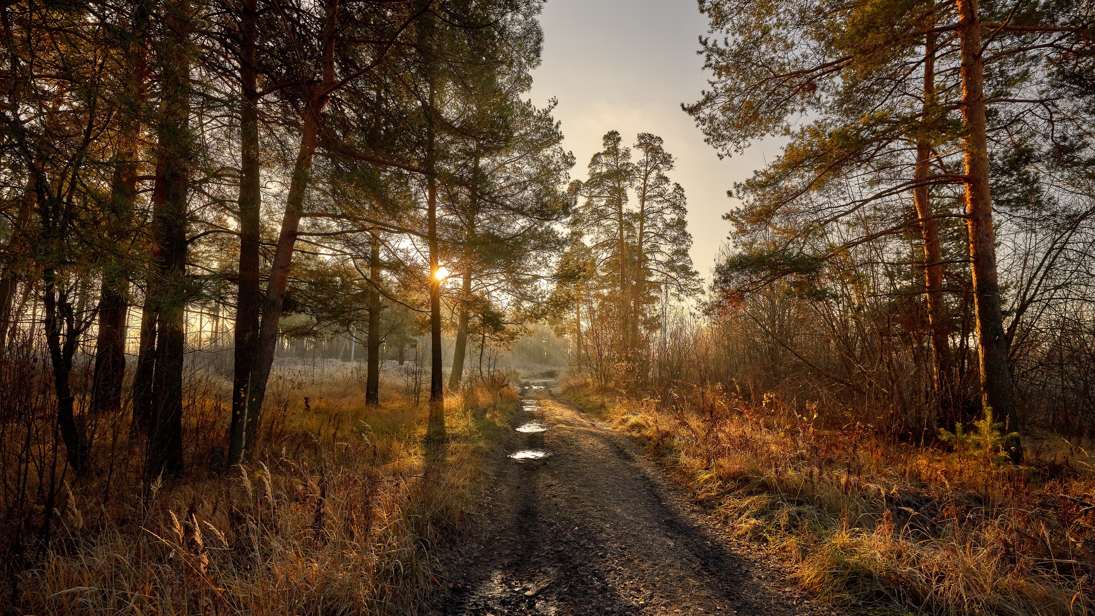 Téléchargez gratuitement l'image Forêt, Chemin, Matin, Construction Humaine sur le bureau de votre PC