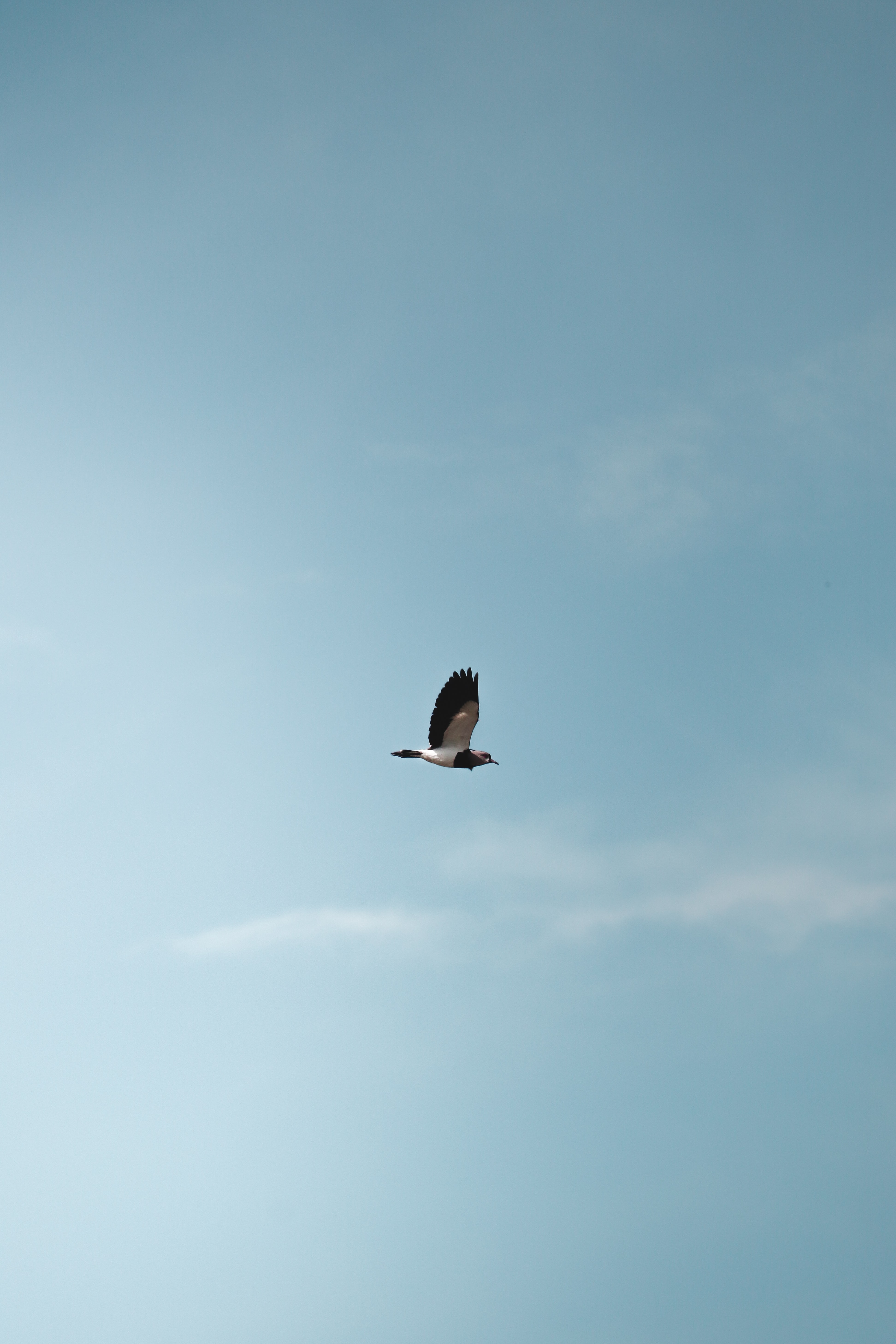 PCデスクトップに鳥, フライト, 翼, 逃走, ミニマリズム画像を無料でダウンロード