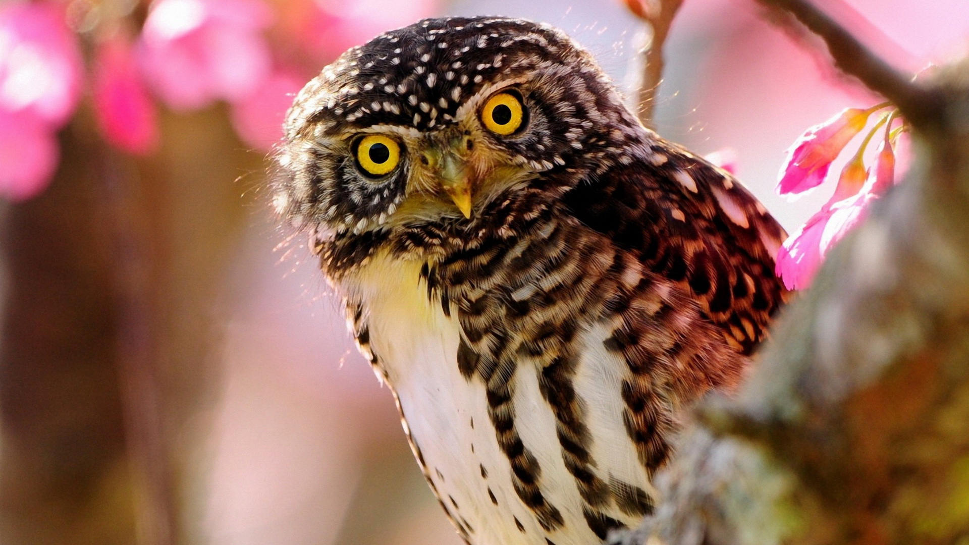 Baixe gratuitamente a imagem Animais, Aves, Coruja na área de trabalho do seu PC