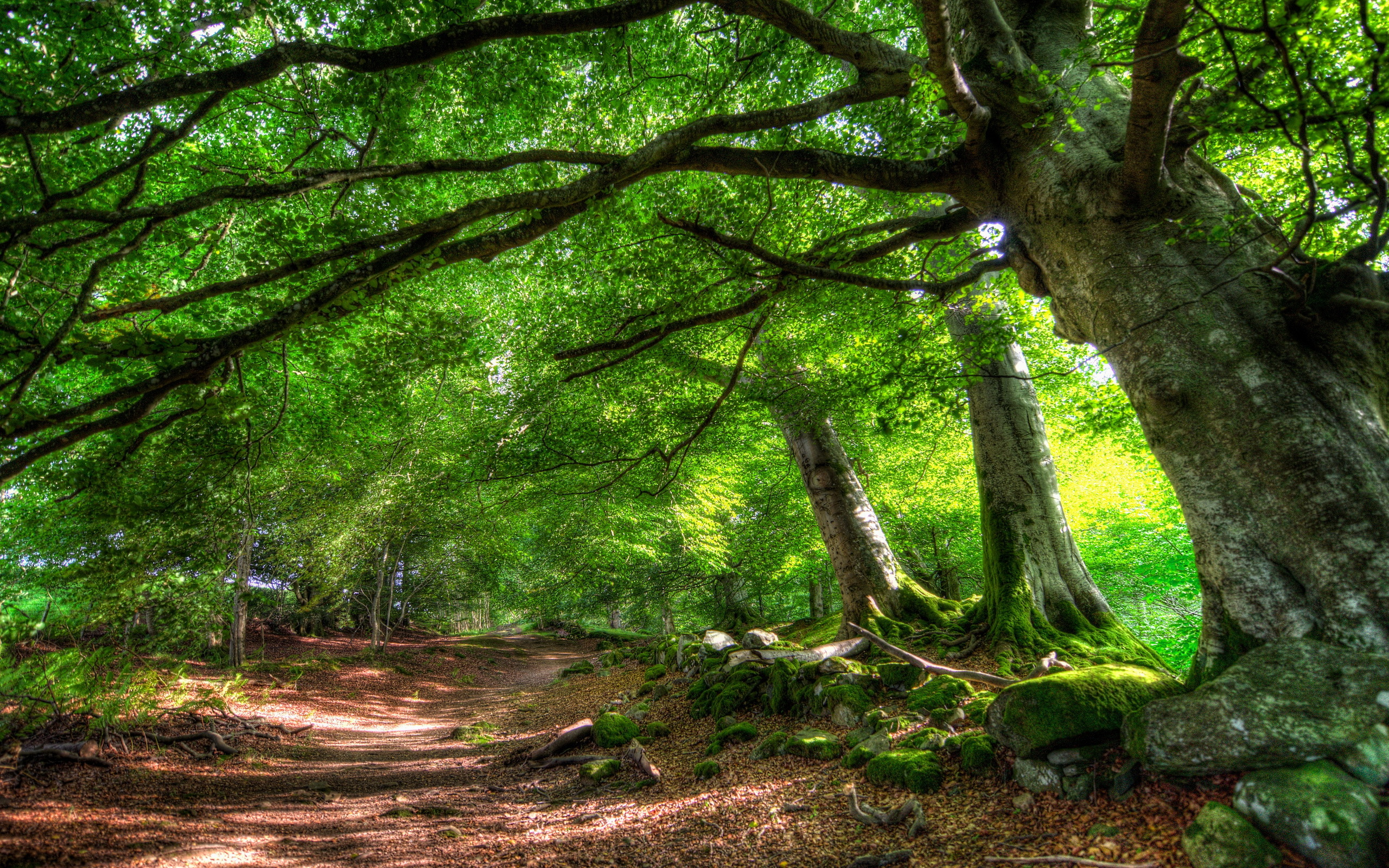 Free download wallpaper Forest, Earth on your PC desktop