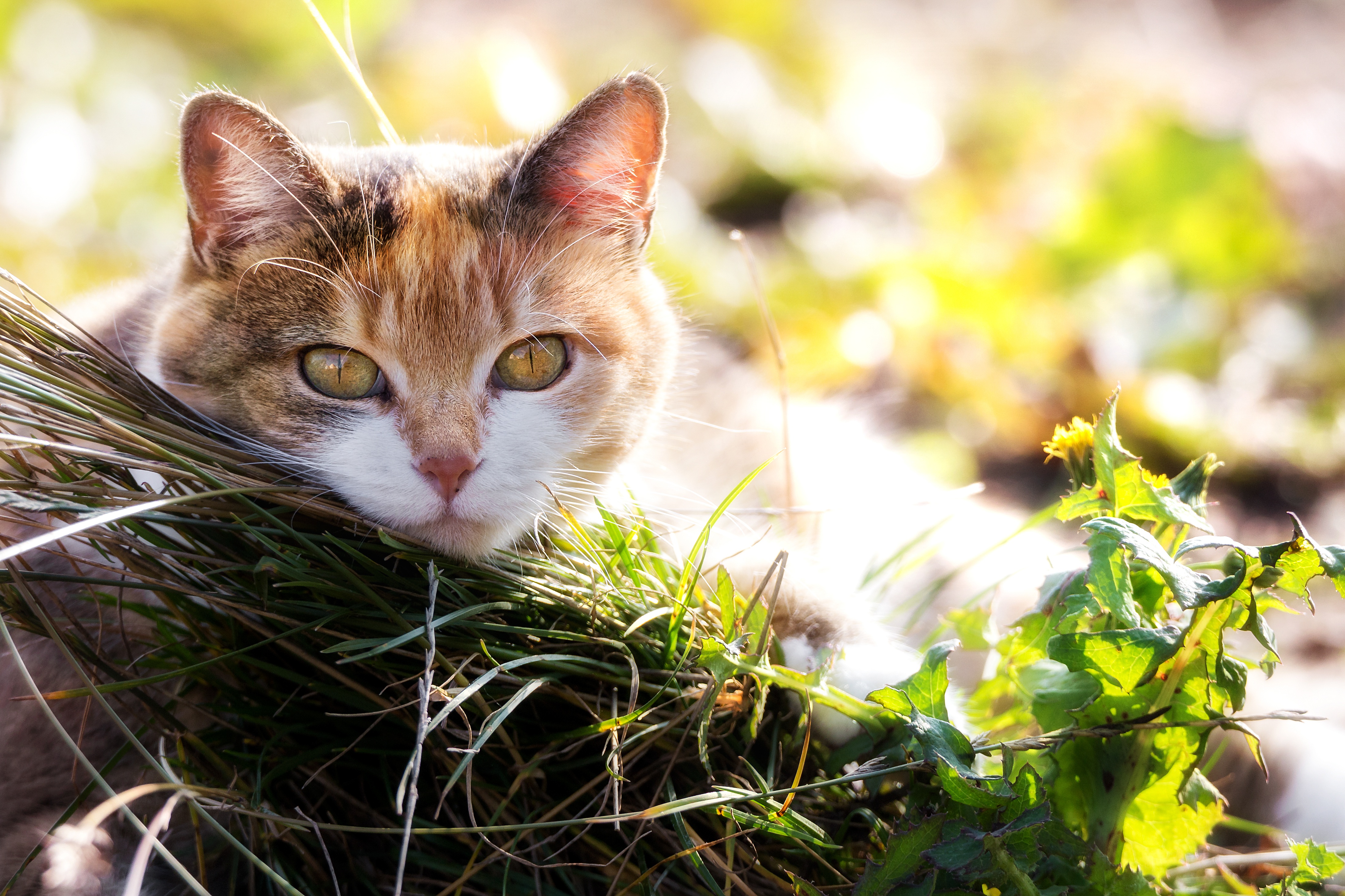 Baixar papel de parede para celular de Animais, Gatos, Gato, Olhar Fixamente, Profundidade De Campo gratuito.