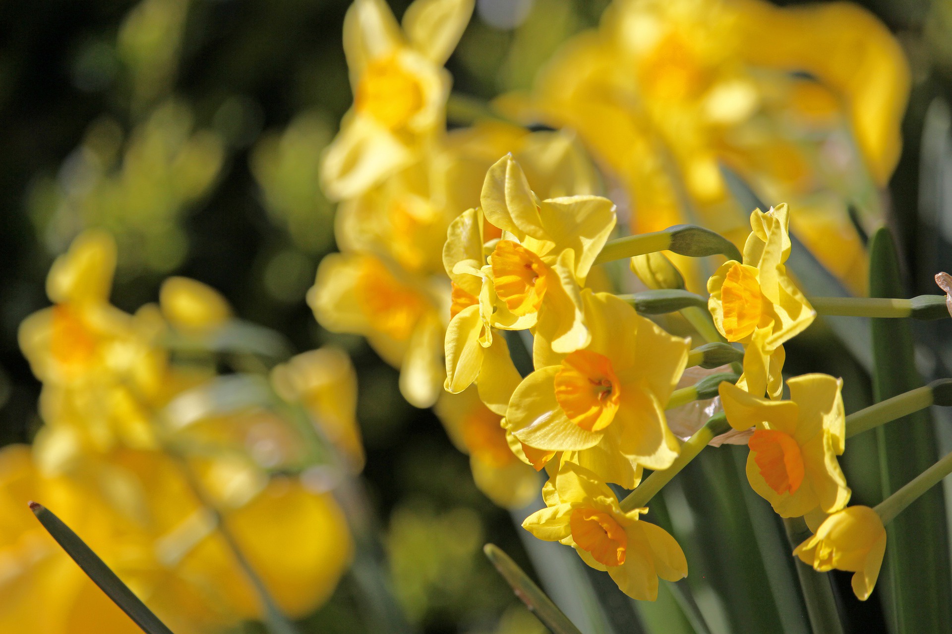 Download mobile wallpaper Flowers, Earth, Daffodil for free.