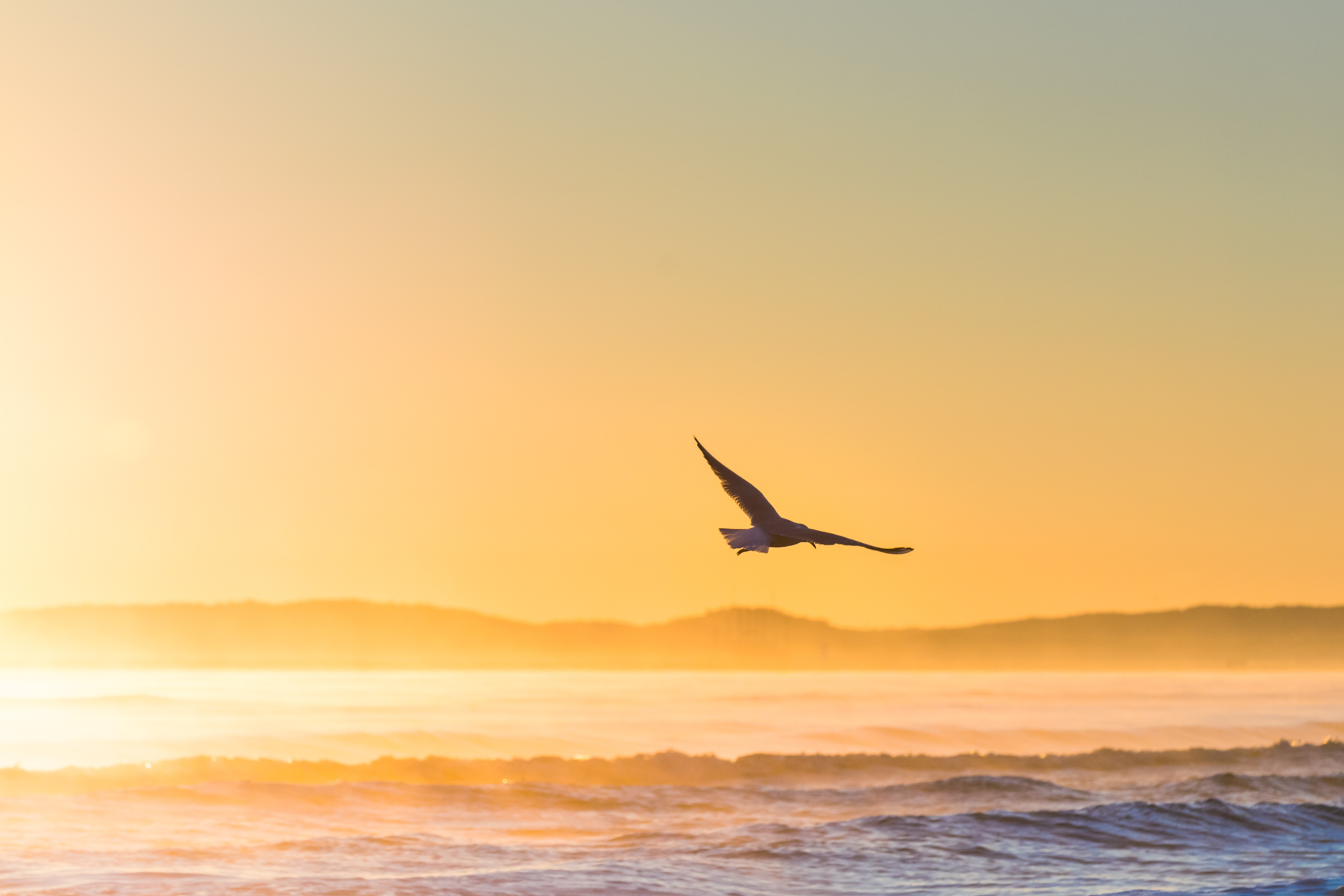 seagull, bird, animals, sunset, sea, fog, field, gull QHD