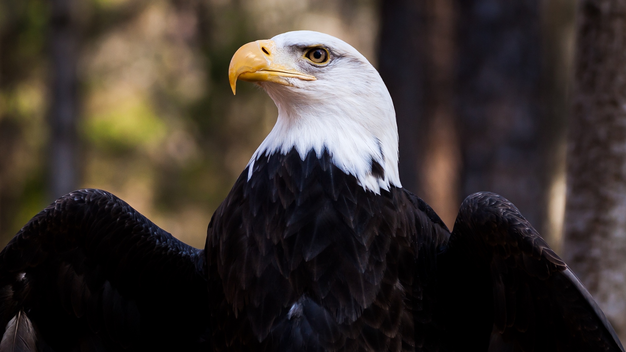 Baixar papel de parede para celular de Animais, Aves, Pássaro, Águia De Cabeça Branca gratuito.