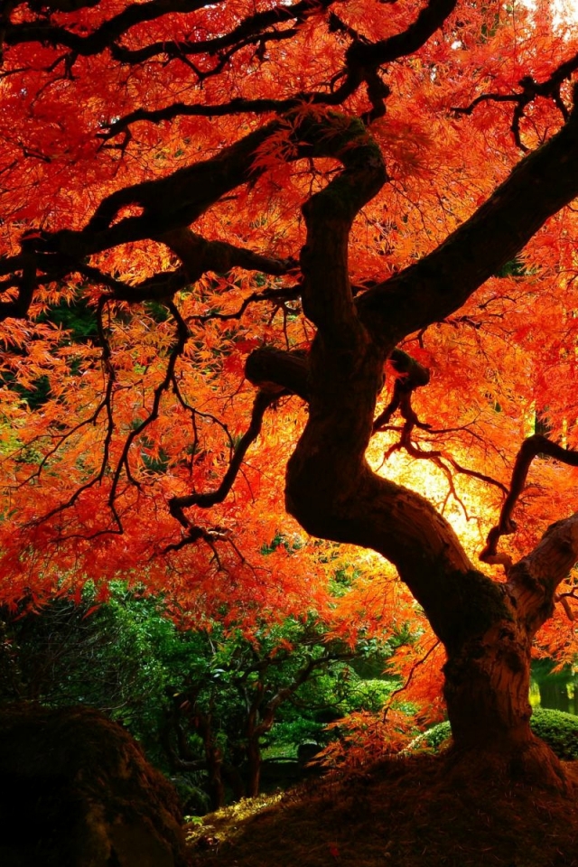 Download mobile wallpaper Tree, Fall, Earth for free.