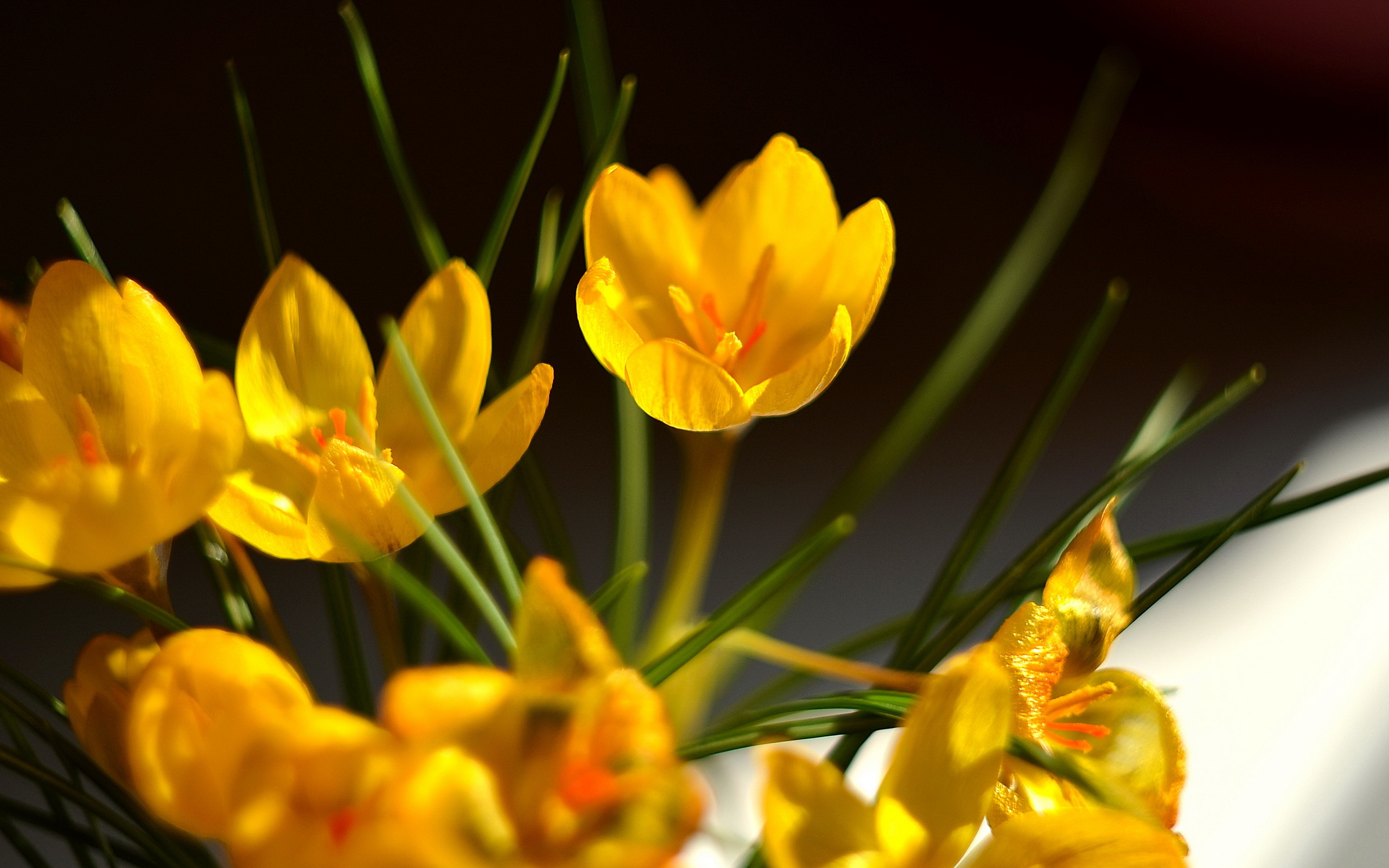 Free download wallpaper Flowers, Flower, Earth, Crocus on your PC desktop