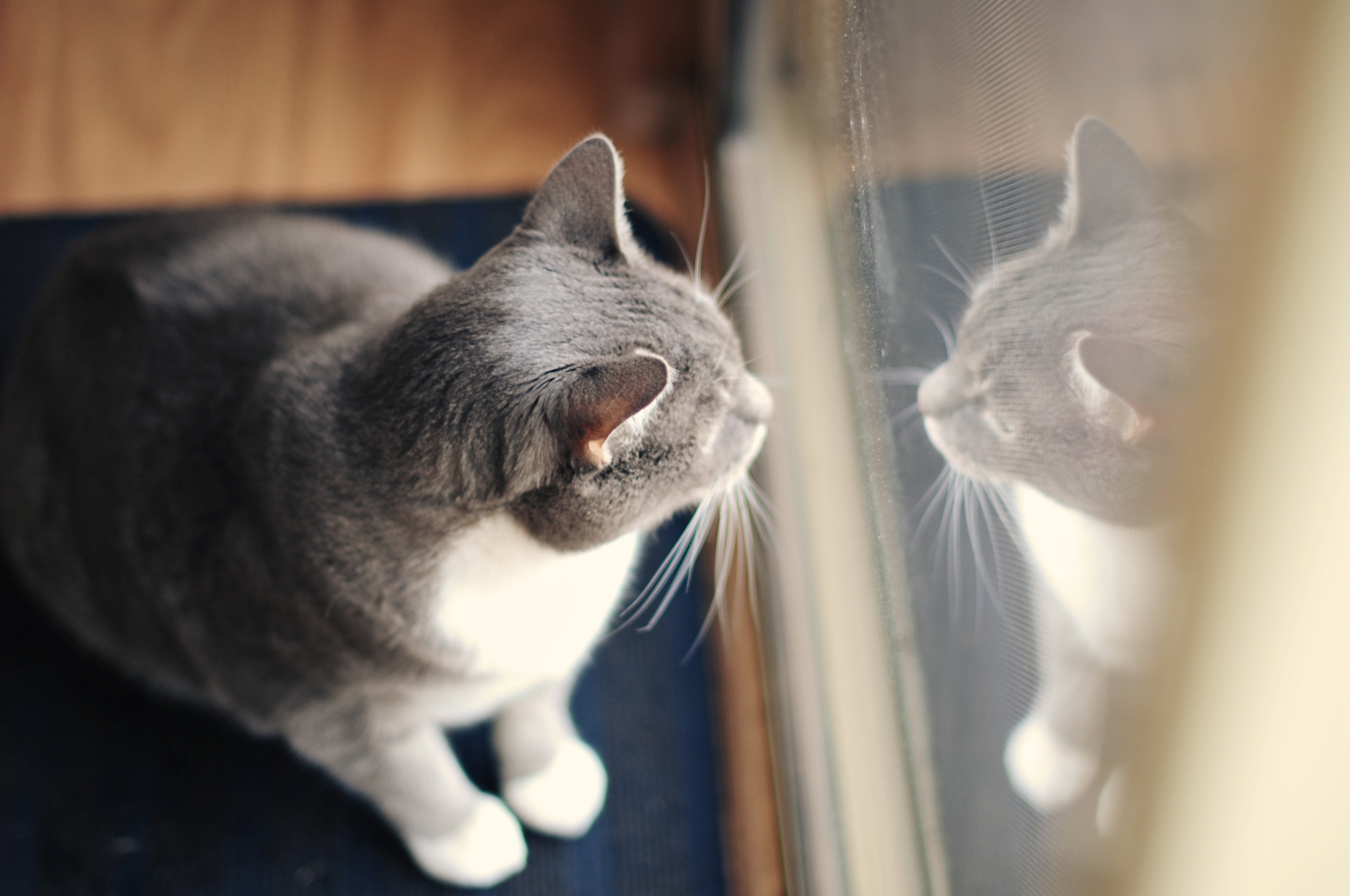 Handy-Wallpaper Tiere, Katzen, Katze, Fenster, Spiegelung kostenlos herunterladen.