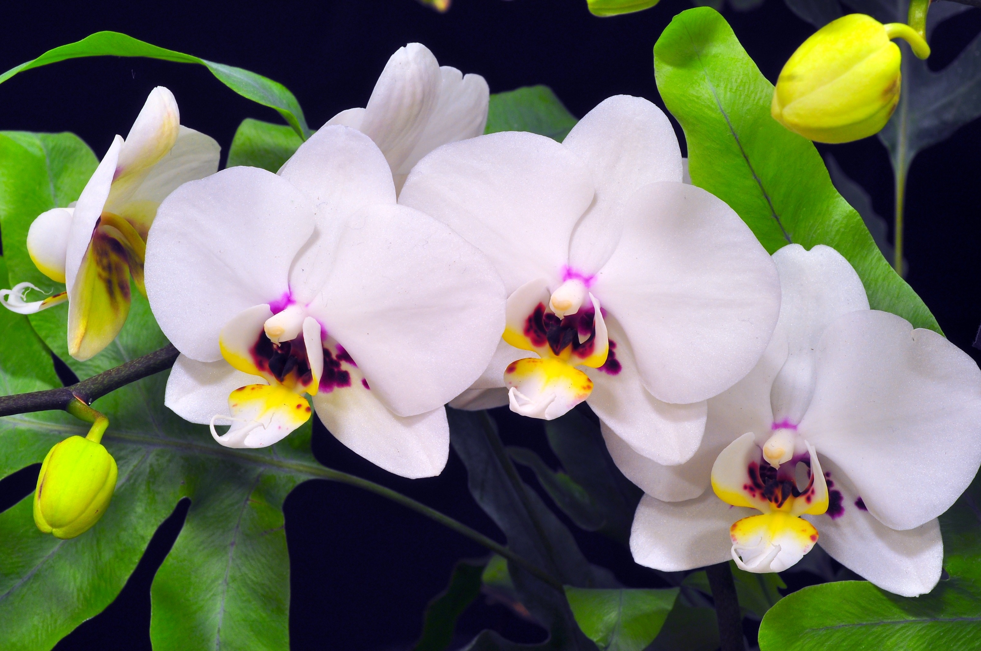 121206 descargar fondo de pantalla orquídea, flores, fondo, verduras, de cerca, primer plano, rama: protectores de pantalla e imágenes gratis