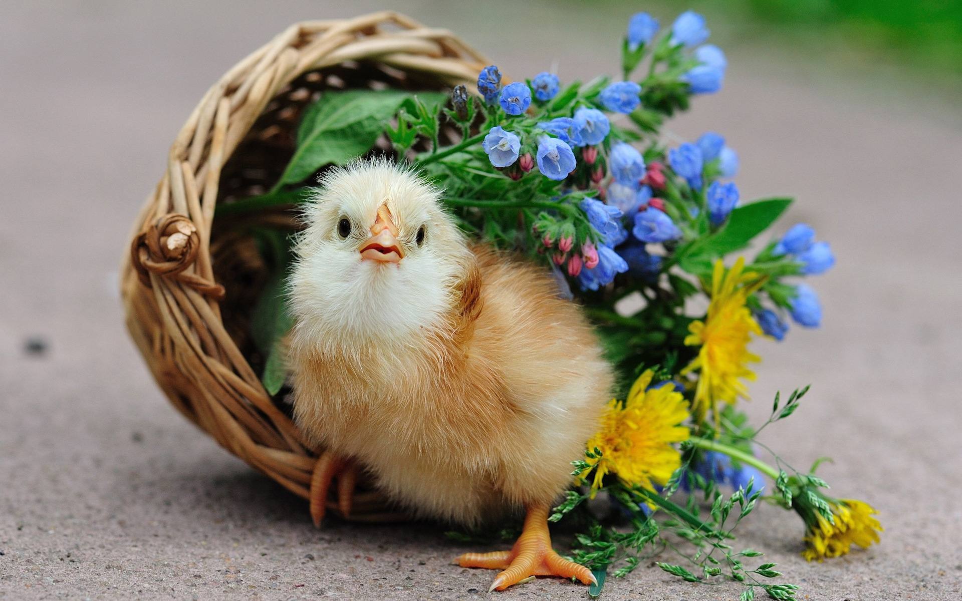 無料モバイル壁紙動物, 鳥をダウンロードします。