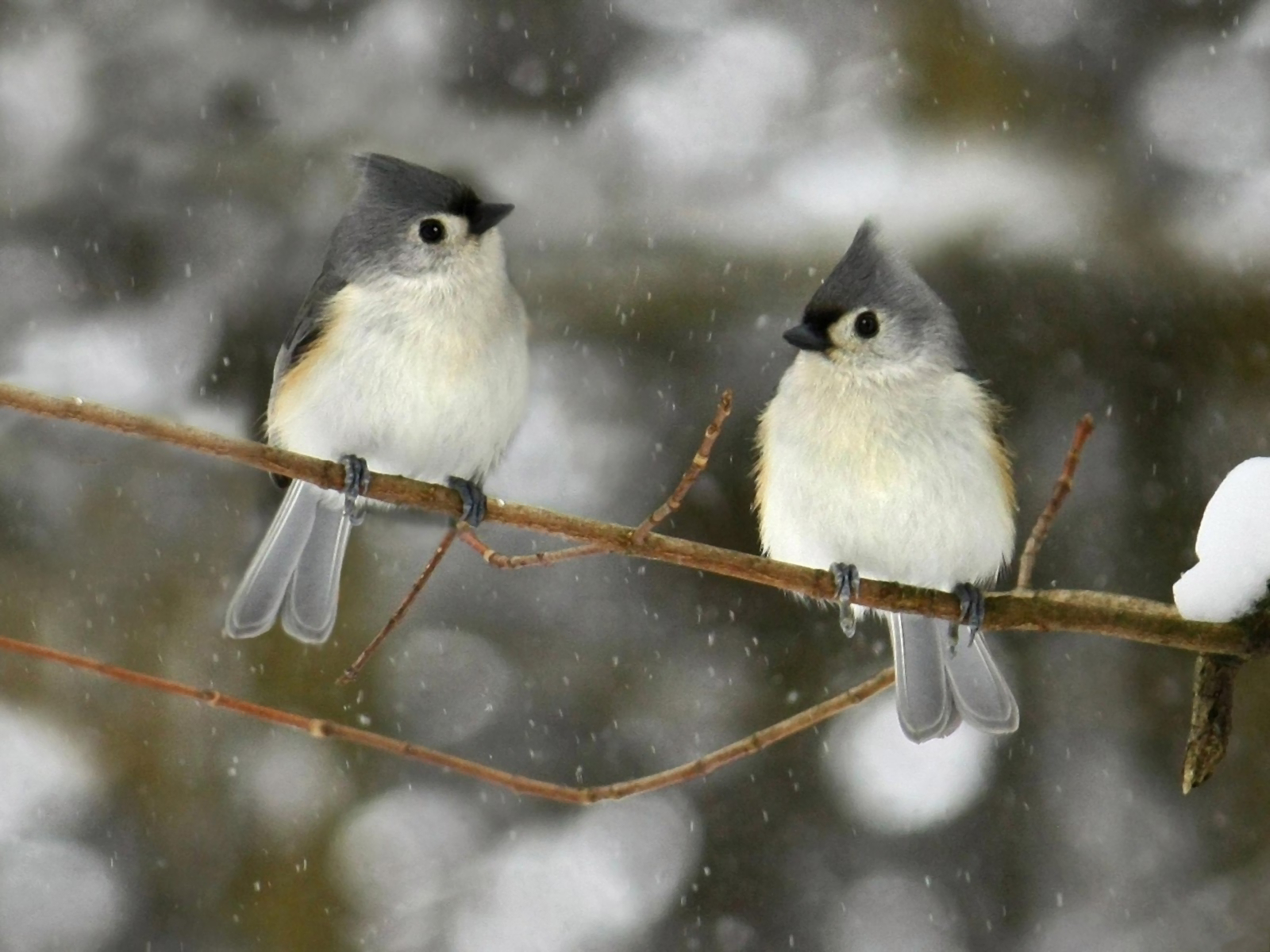 Download mobile wallpaper Winter, Birds, Bird, Branch, Animal, Titmouse, Tufted Titmouse for free.