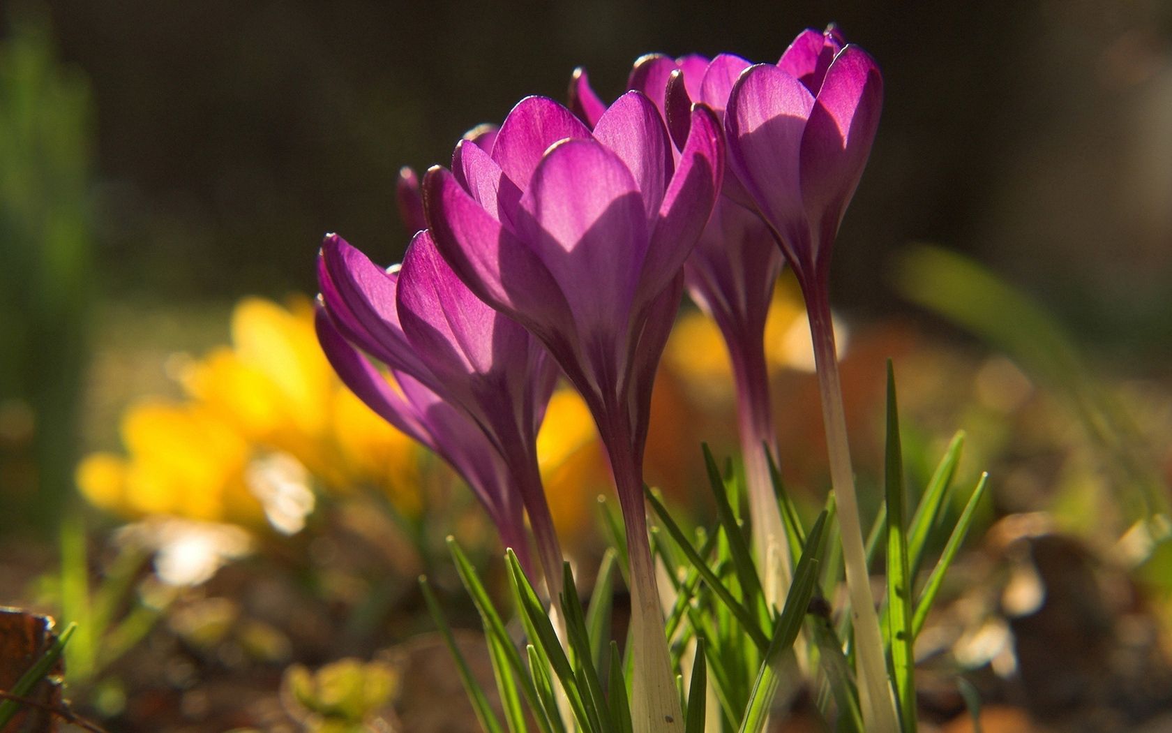 Téléchargez gratuitement l'image Planter, Perce Neige, Nature, Ombre, Plante, Fleurs sur le bureau de votre PC
