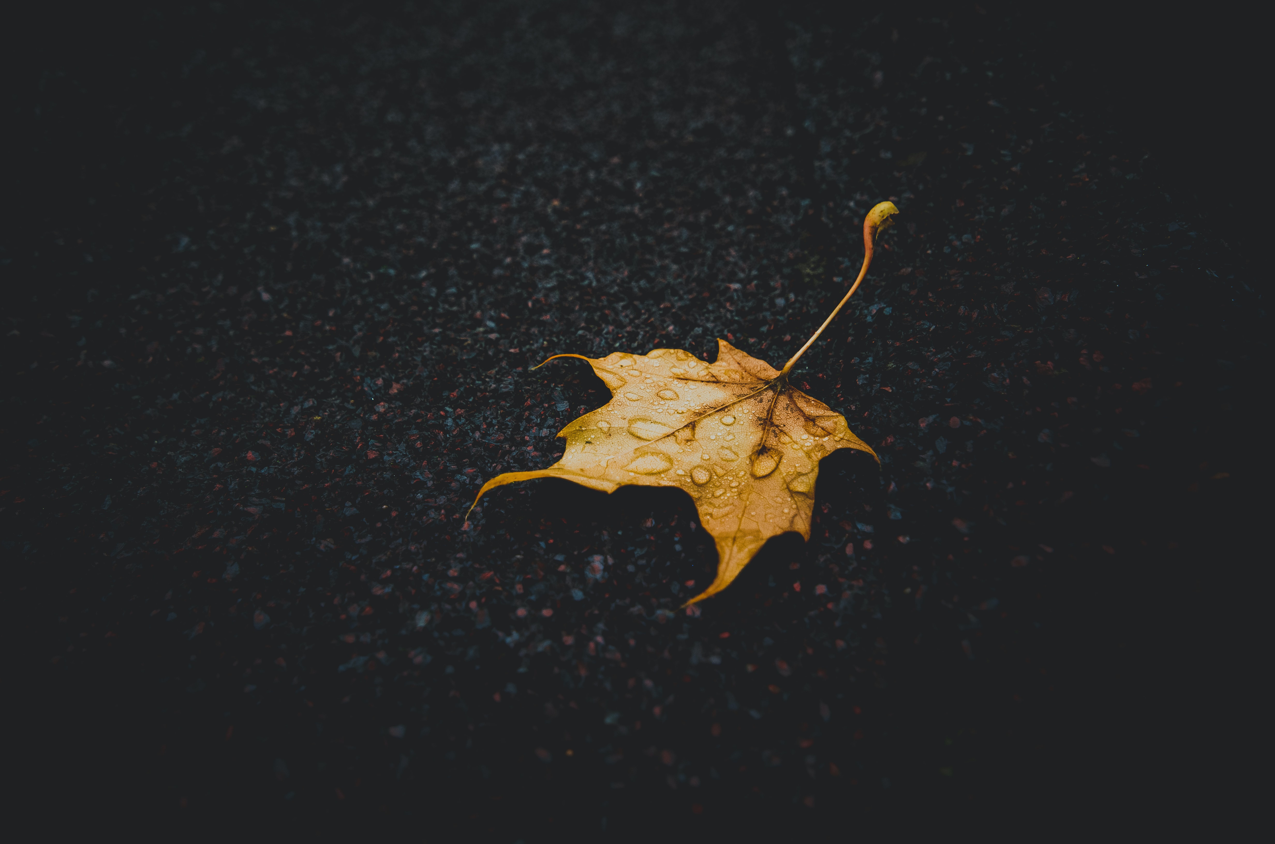 Free download wallpaper Leaf, Earth, Maple Leaf, Raindrops on your PC desktop