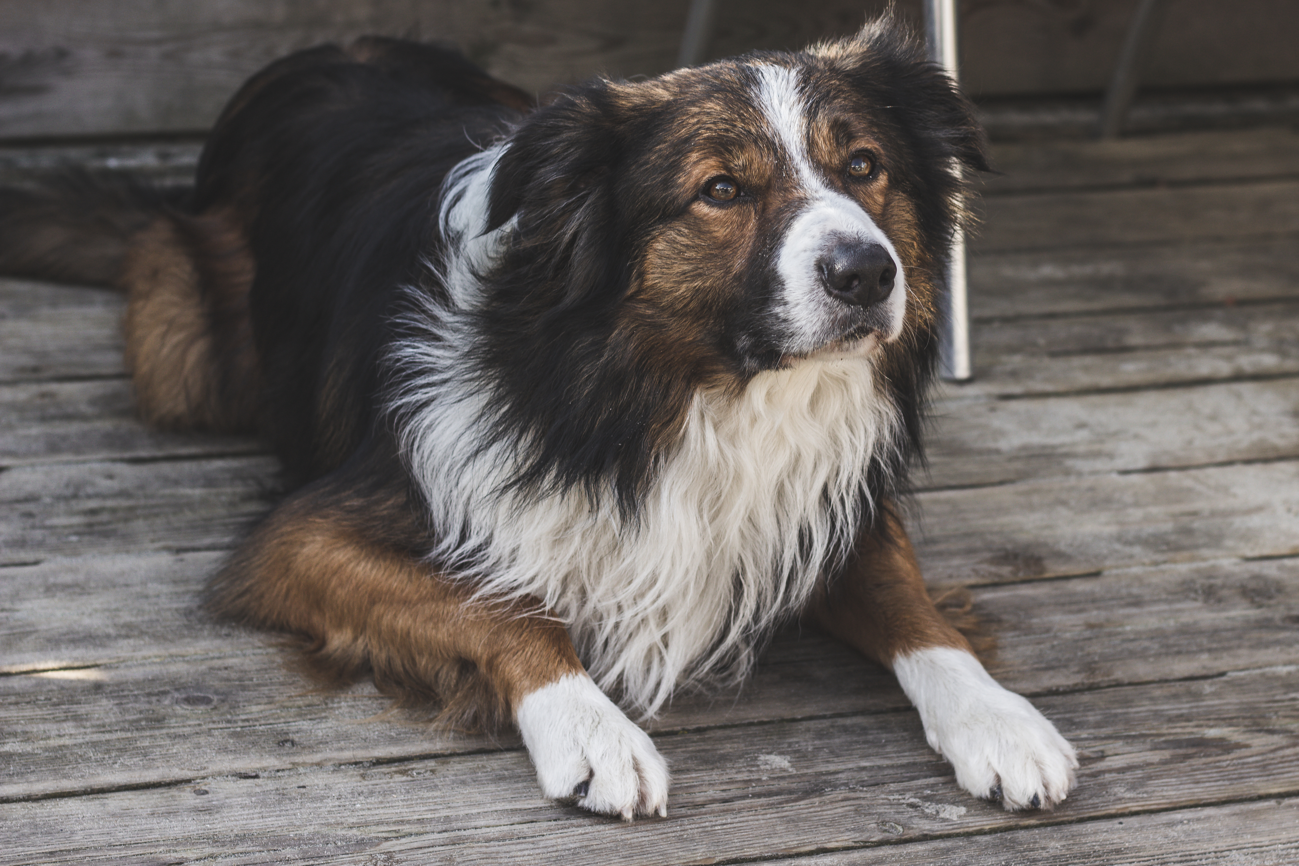 Laden Sie das Fleckig, Tiere, Flauschige, Gefleckt, Hund-Bild kostenlos auf Ihren PC-Desktop herunter
