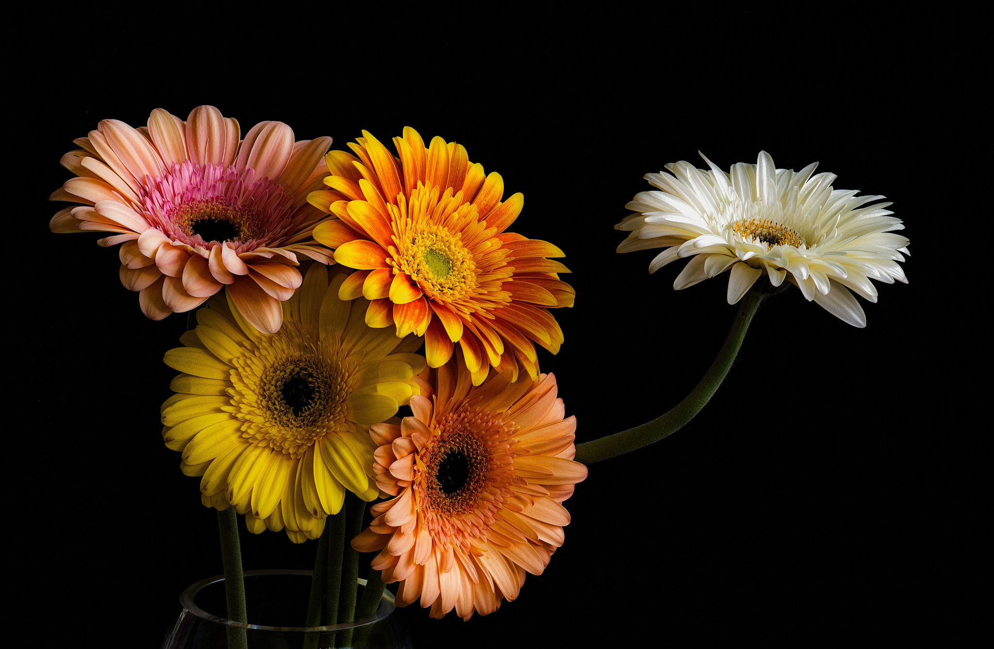 Handy-Wallpaper Blumen, Gerbera, Blume, Vase, Bunt, Erde/natur kostenlos herunterladen.
