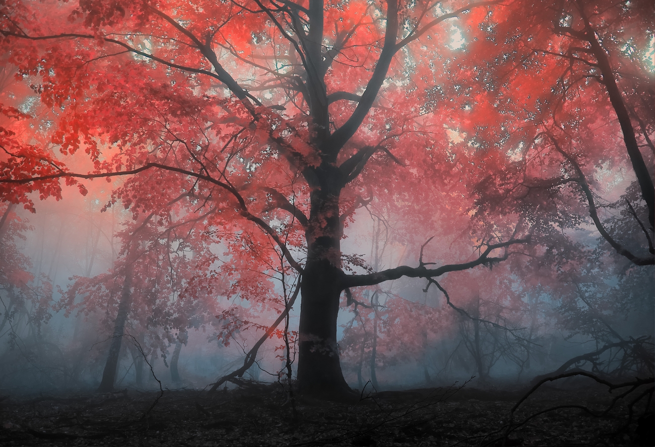 Baixe gratuitamente a imagem Árvore, Terra/natureza na área de trabalho do seu PC