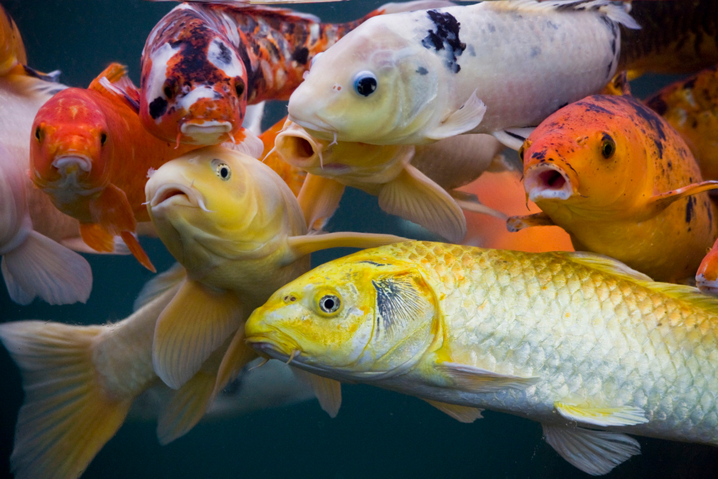 266402 descargar fondo de pantalla peces, animales, pez, asiática, koi, oriental: protectores de pantalla e imágenes gratis