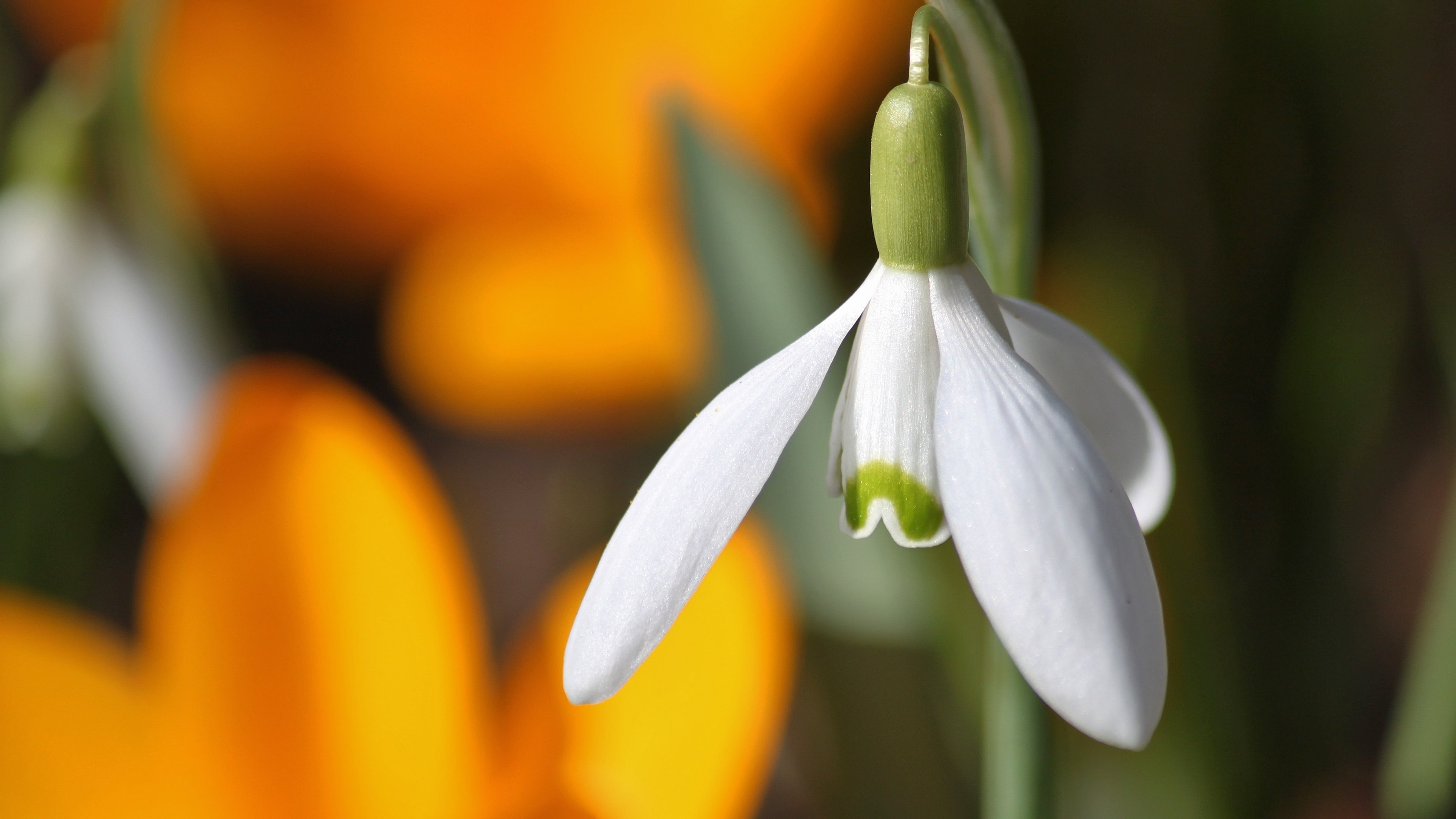 Download mobile wallpaper Snowdrop, Close Up, Flowers, Nature, Flower, Earth for free.