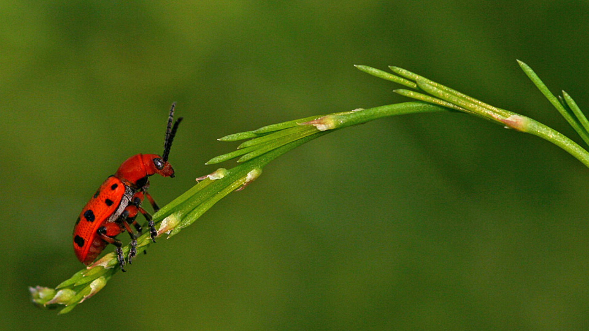 Téléchargez des papiers peints mobile Animaux, Insecte gratuitement.