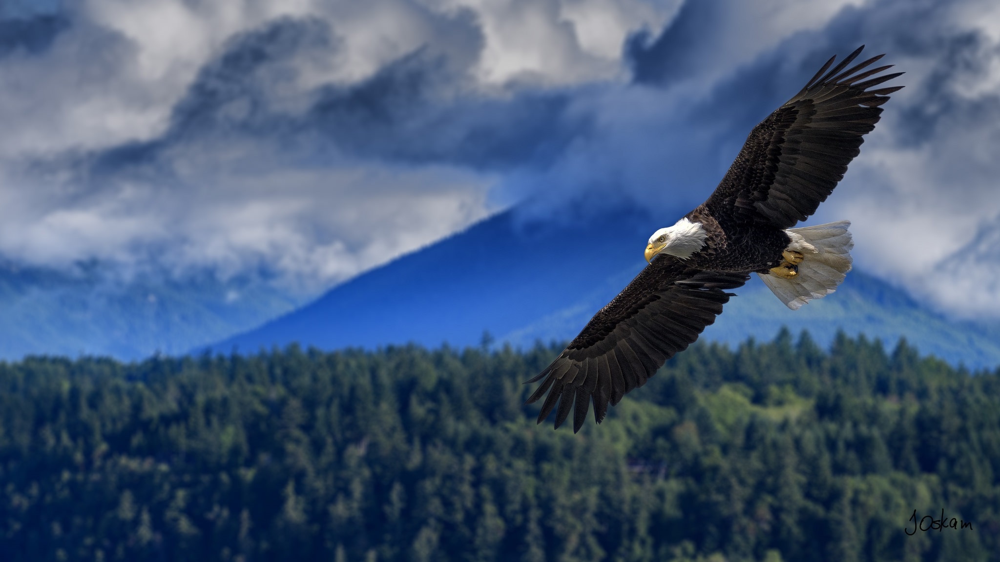 Laden Sie das Tiere, Vögel, Vogel, Adler, Weißkopfseeadler, Raubvogel-Bild kostenlos auf Ihren PC-Desktop herunter
