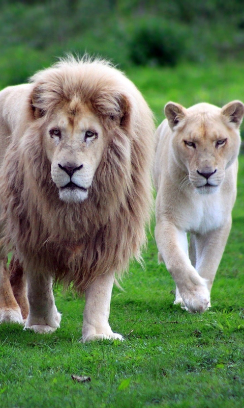 Download mobile wallpaper Cats, Lion, Animal, Warrior for free.