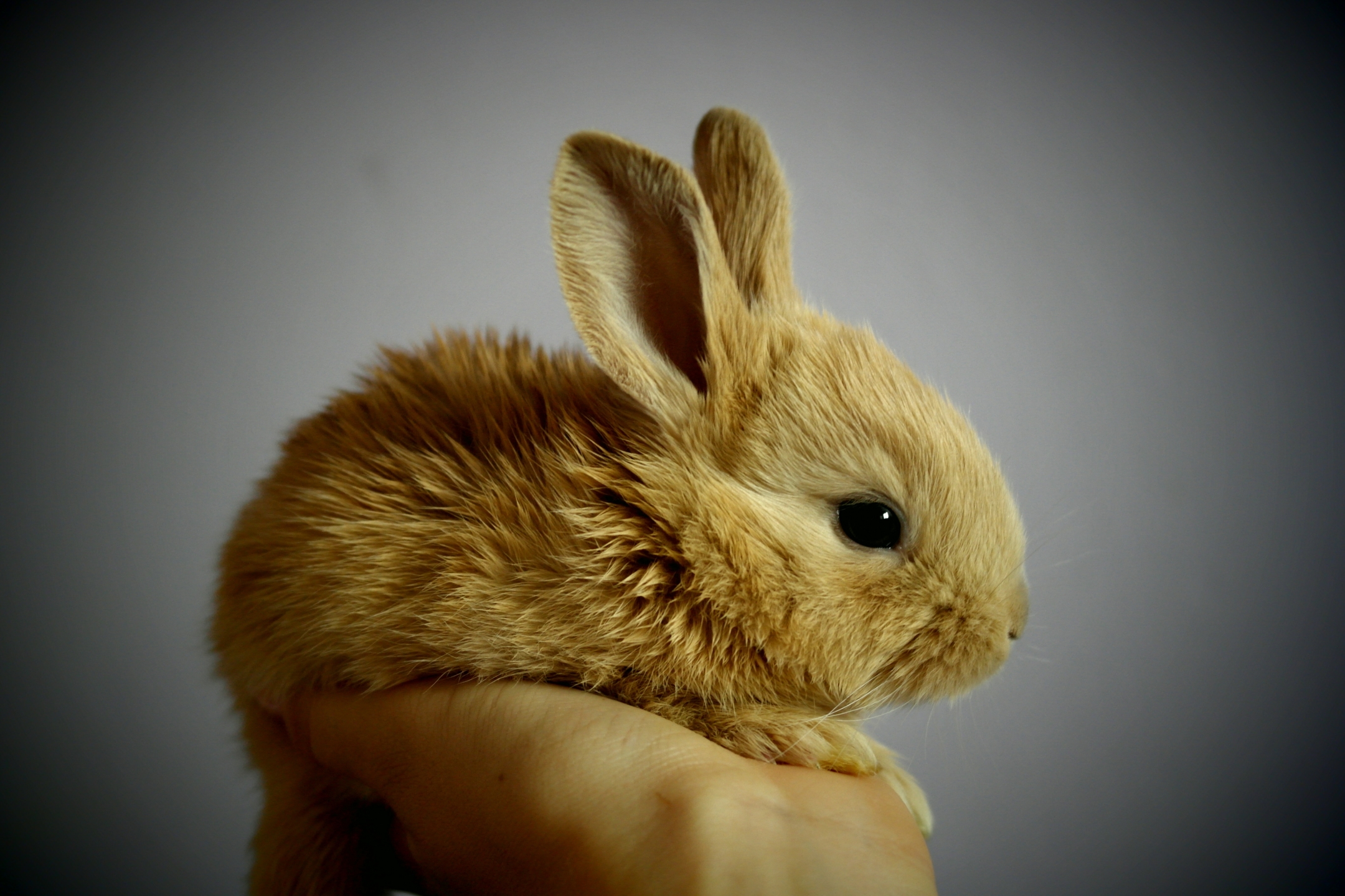 Download mobile wallpaper Animal, Rabbit, Bunny, Baby Animal for free.