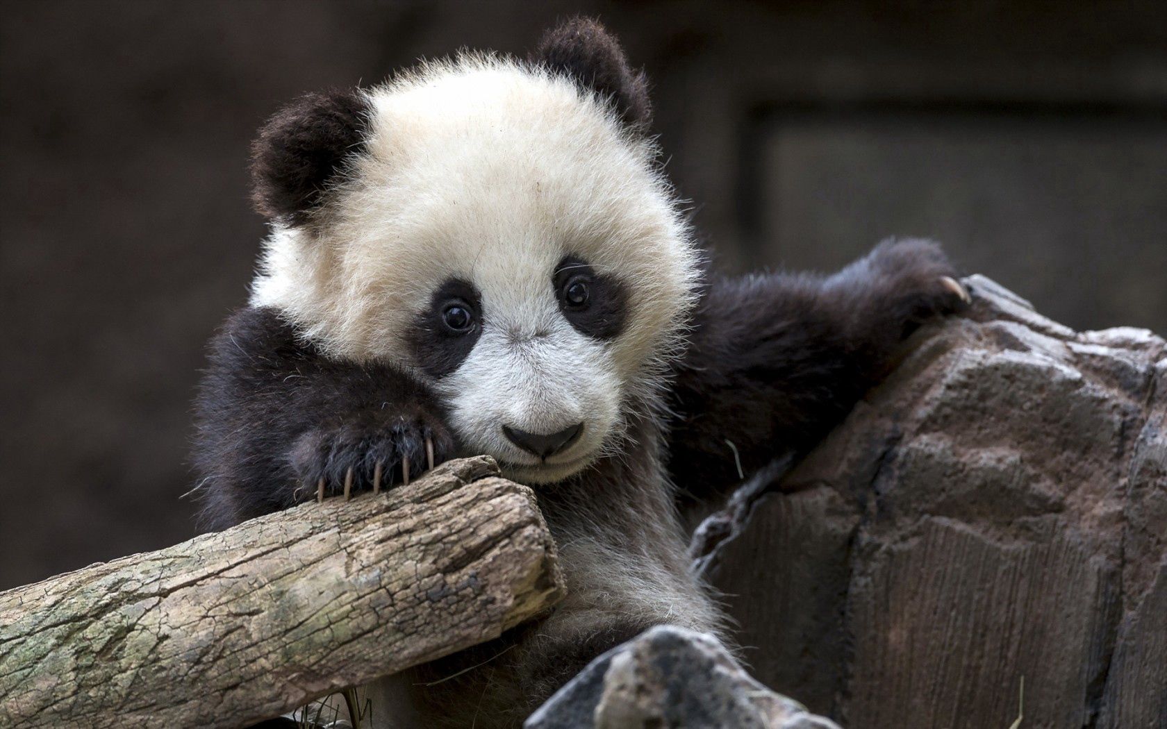 Free download wallpaper Bear, Animals, Nature, Panda on your PC desktop