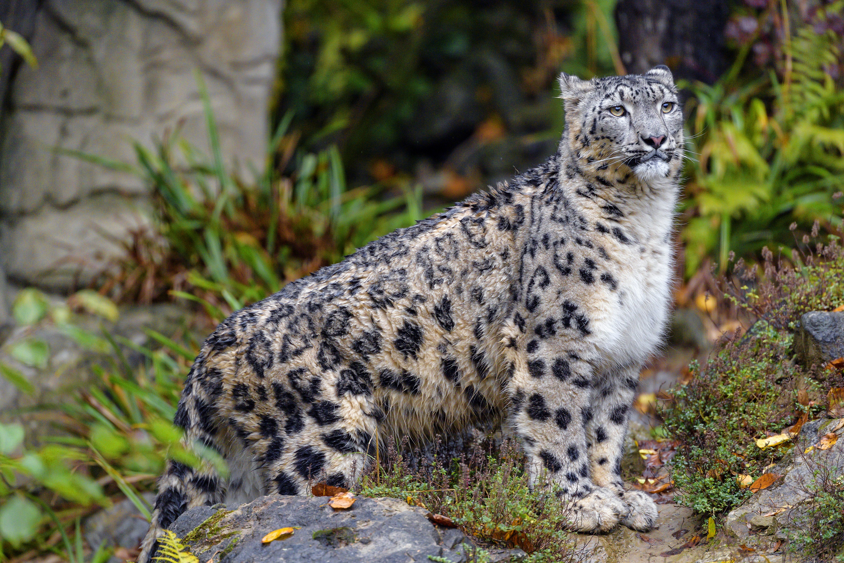 Baixar papel de parede para celular de Animais, Gatos, Leopardo Das Neves gratuito.