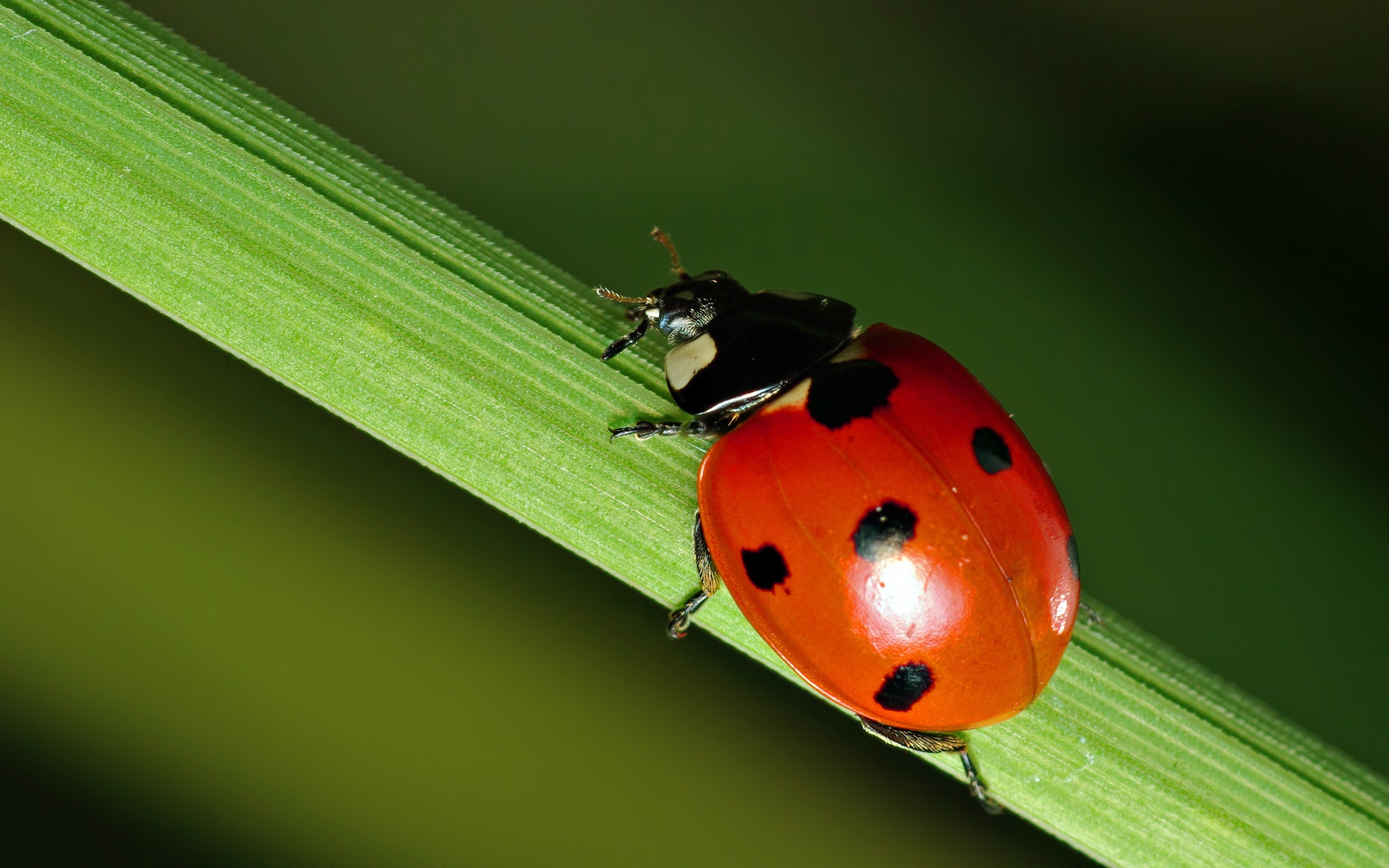 animal, ladybug, beetle, bug, close up, green, insect, macro, plant