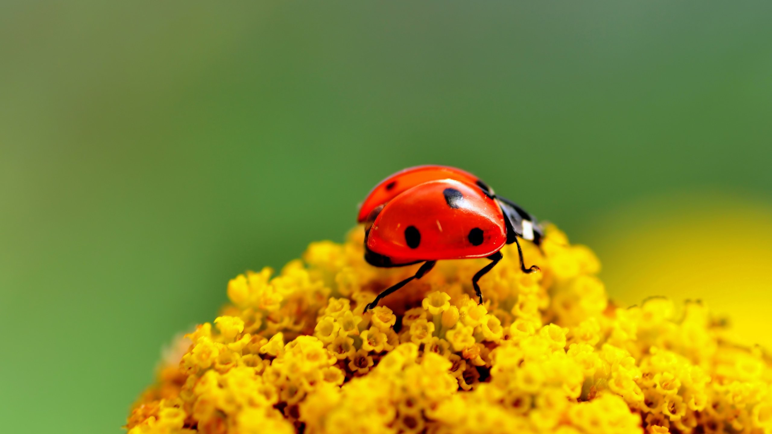 Free download wallpaper Flower, Insect, Animal, Ladybug on your PC desktop