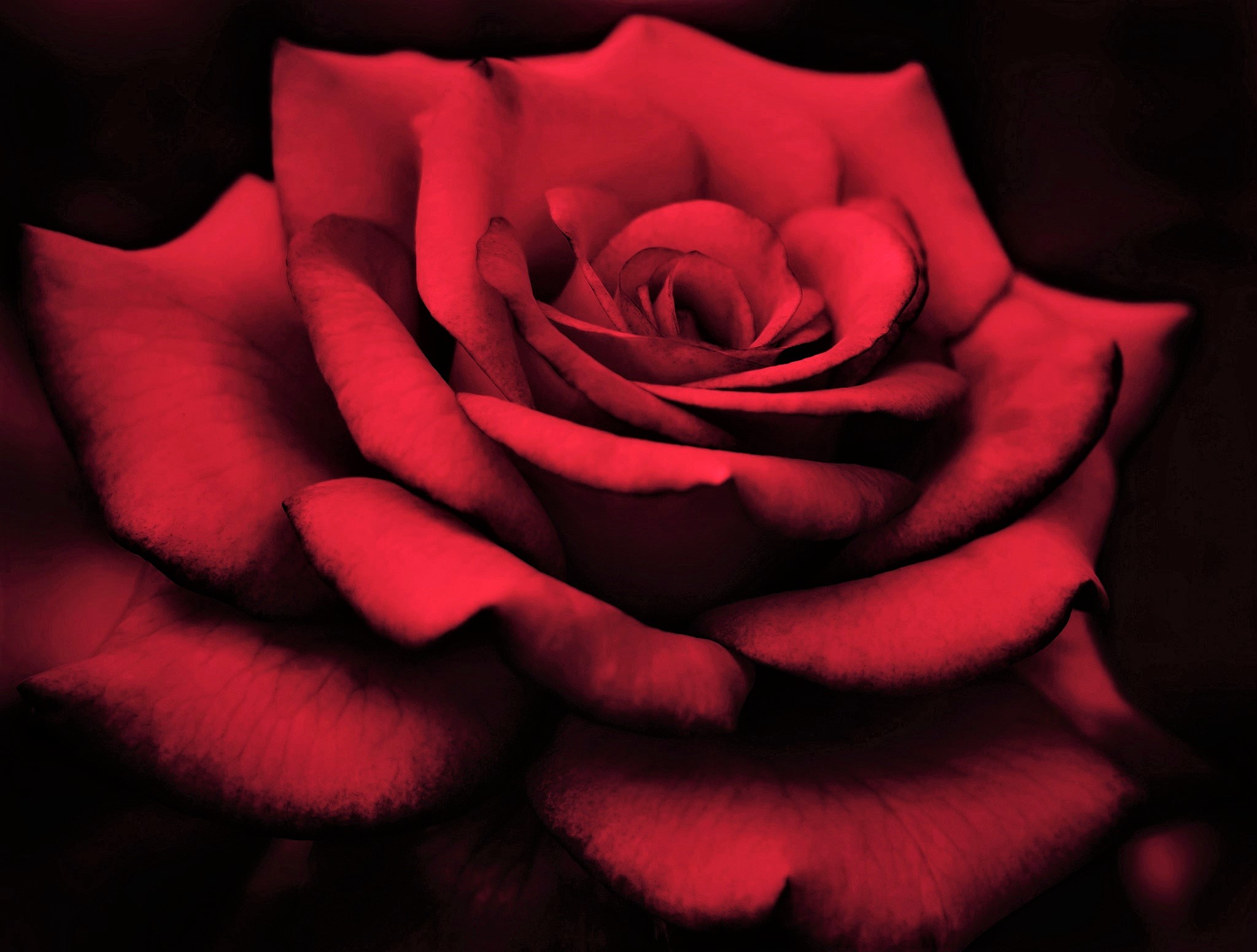 Download mobile wallpaper Flowers, Flower, Macro, Rose, Close Up, Earth, Red Rose, Red Flower for free.
