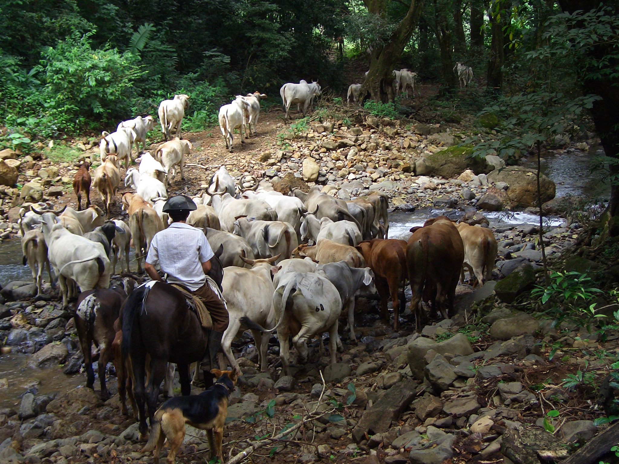 Descarga gratuita de fondo de pantalla para móvil de Animales, Vaca.