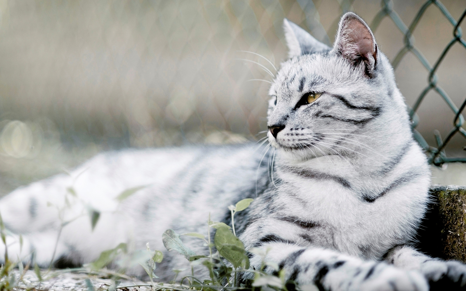 Baixe gratuitamente a imagem Animais, Gato na área de trabalho do seu PC