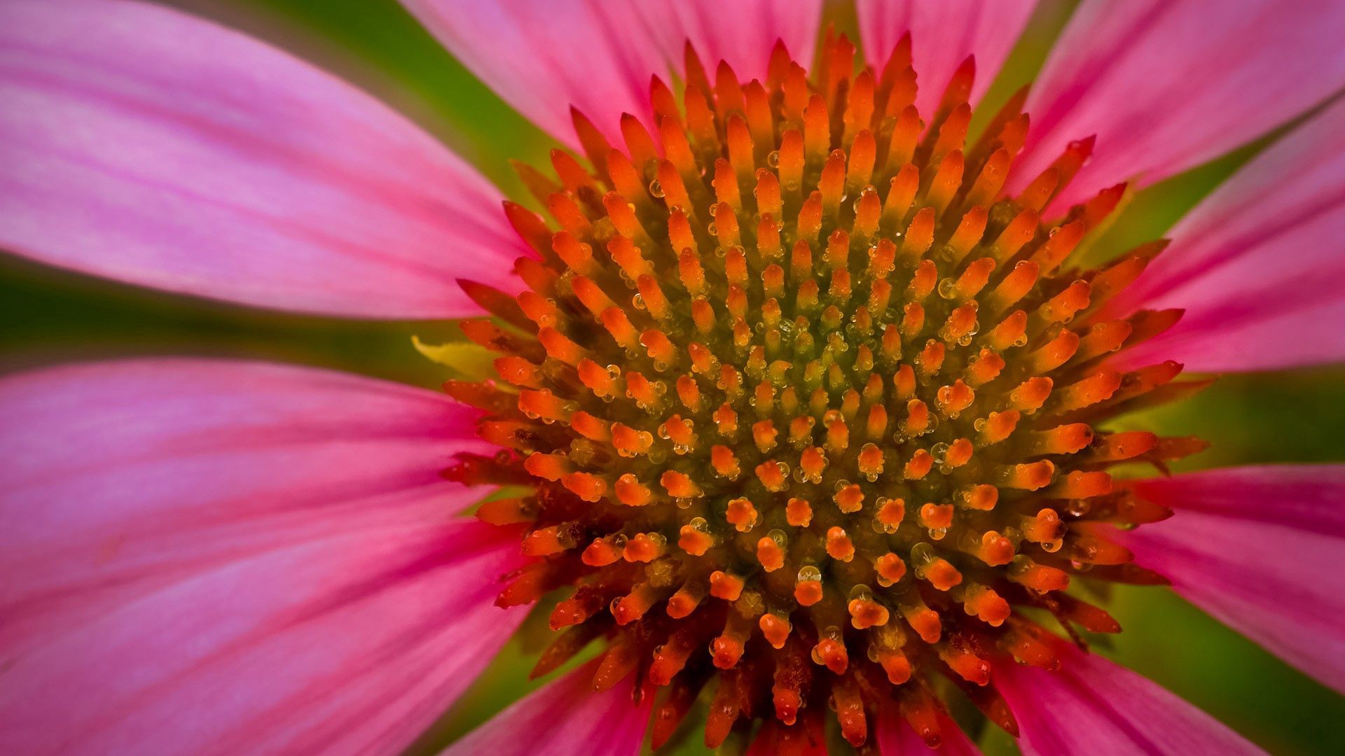 Laden Sie das Blumen, Makro, Blütenblätter, Pflanze, Hintergrund-Bild kostenlos auf Ihren PC-Desktop herunter