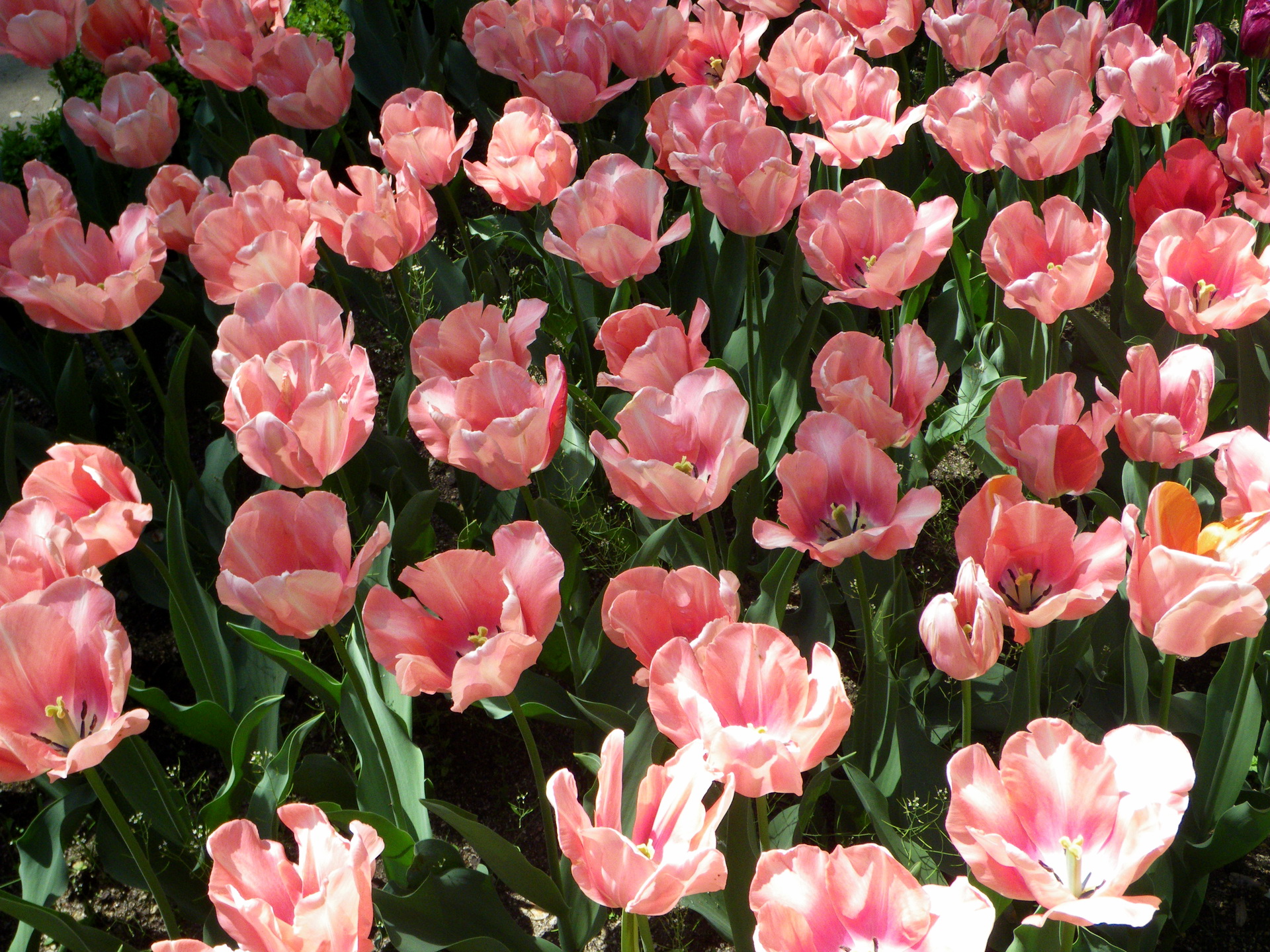 Téléchargez gratuitement l'image Fleurs, Fleur, Tulipe, Terre/nature sur le bureau de votre PC