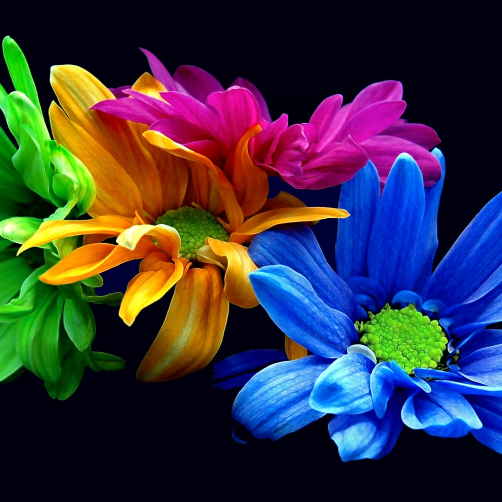 Download mobile wallpaper Flowers, Flower, Earth, Colorful, Petal, Yellow Flower, Purple Flower, Blue Flower for free.