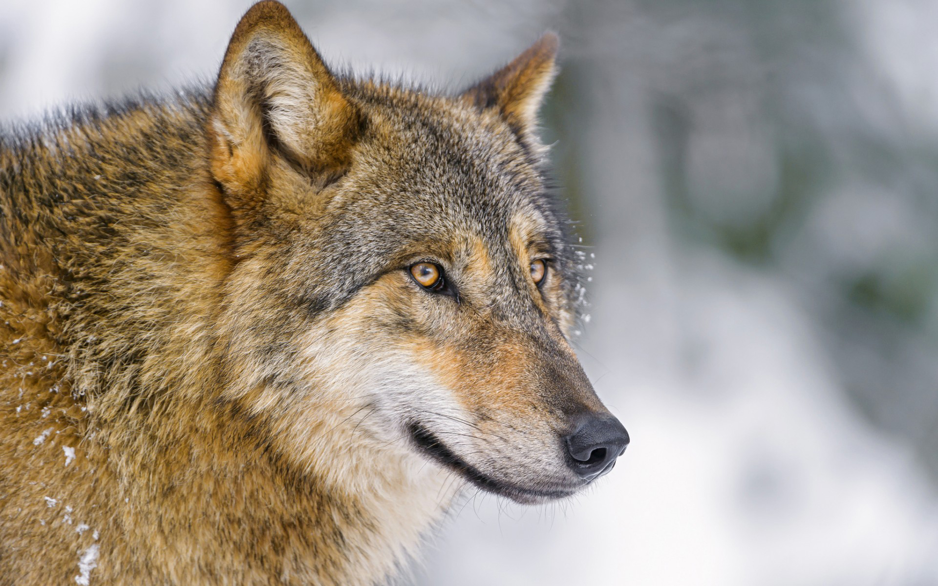 Descarga gratuita de fondo de pantalla para móvil de Animales, Lobo.