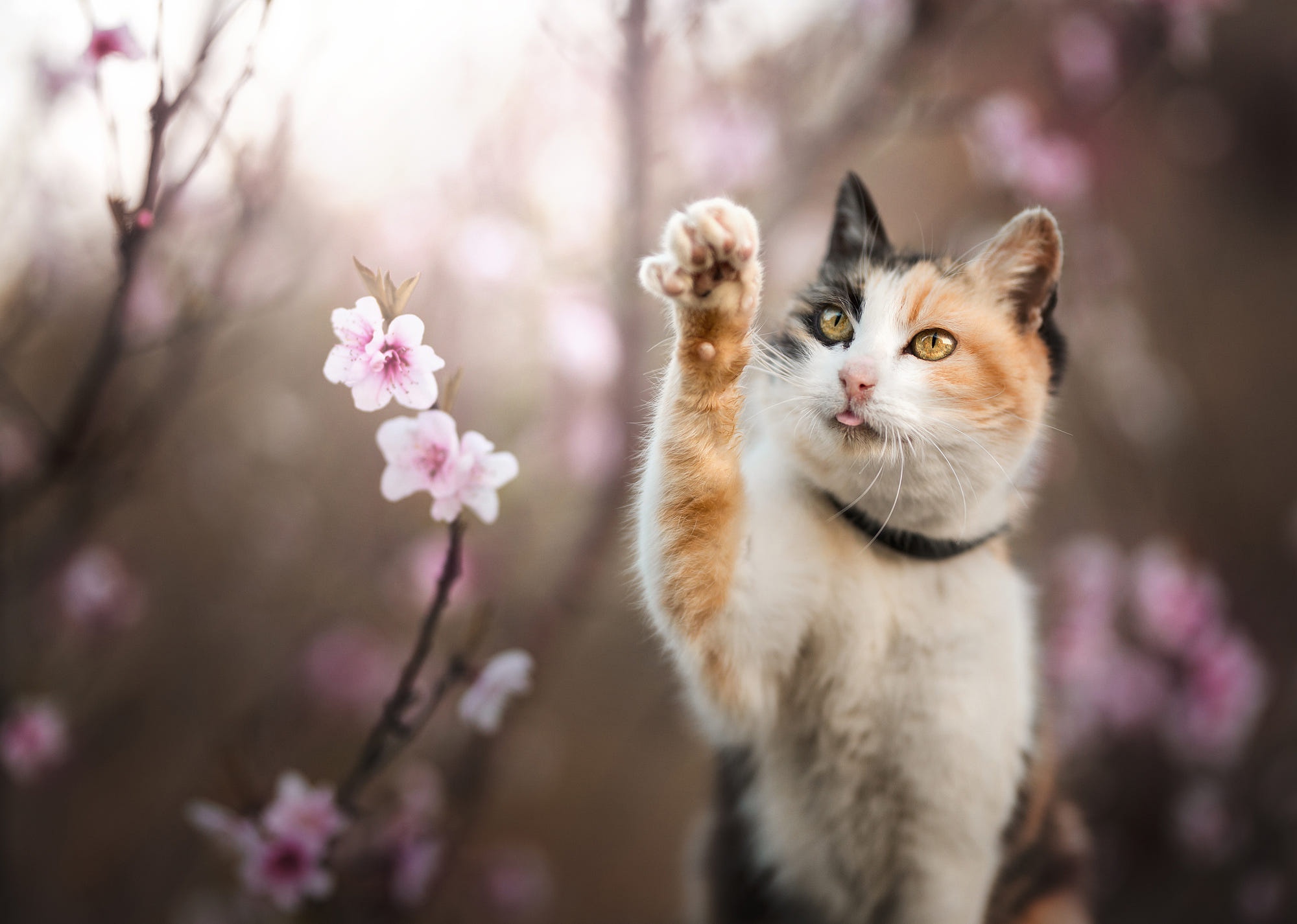 無料モバイル壁紙動物, 花, ネコ, 猫, 被写界深度をダウンロードします。