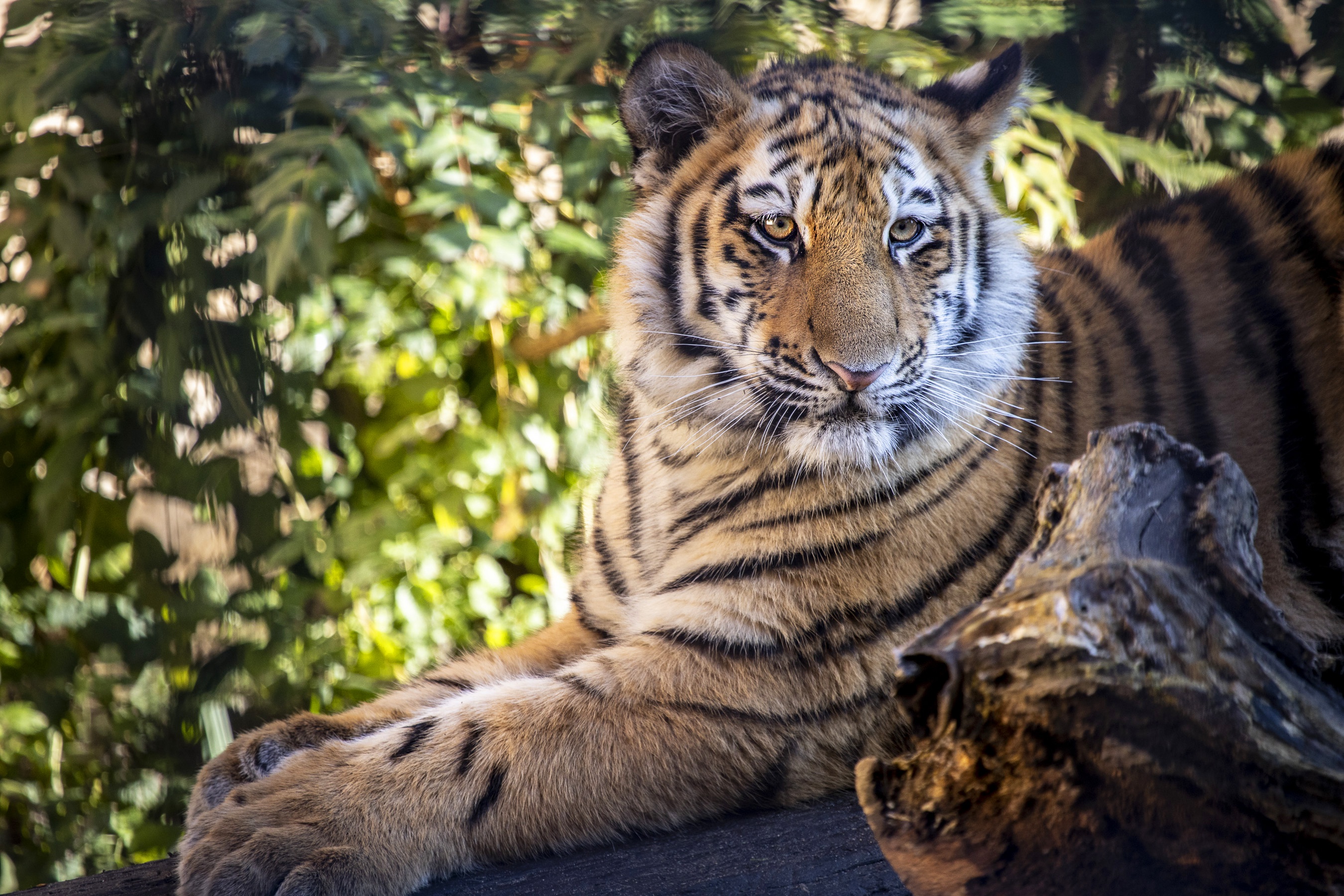 Handy-Wallpaper Tiere, Katzen, Tiger kostenlos herunterladen.