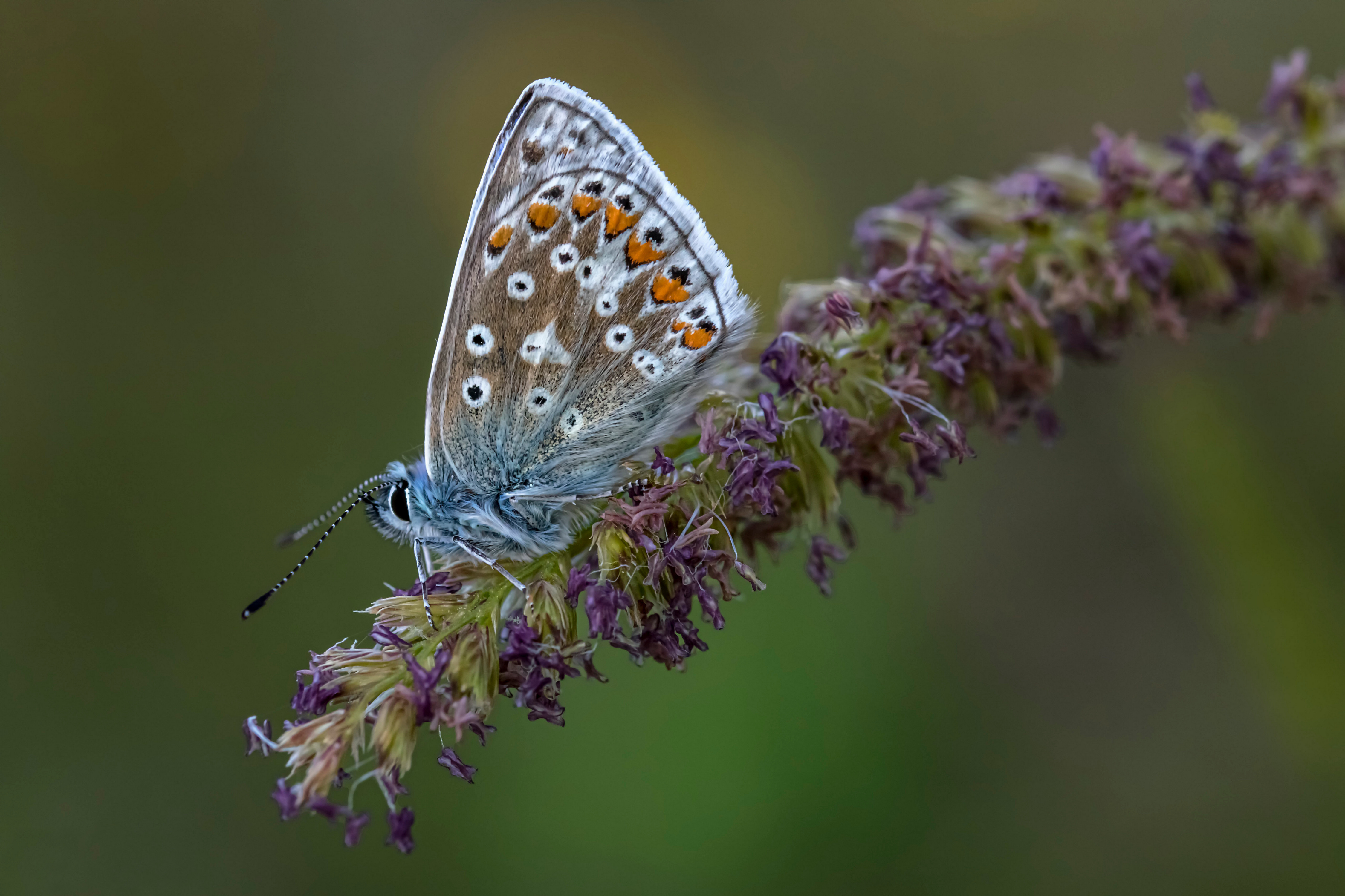 Téléchargez gratuitement l'image Animaux, Macro, Insecte, Papillon sur le bureau de votre PC