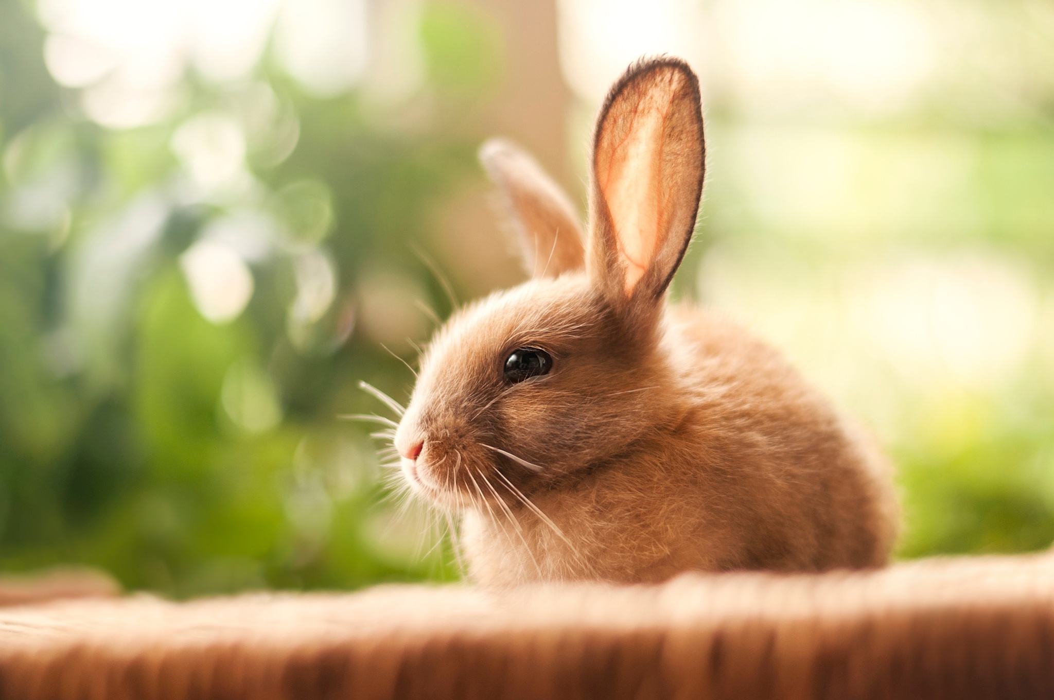 Download mobile wallpaper Animal, Bokeh, Rabbit for free.