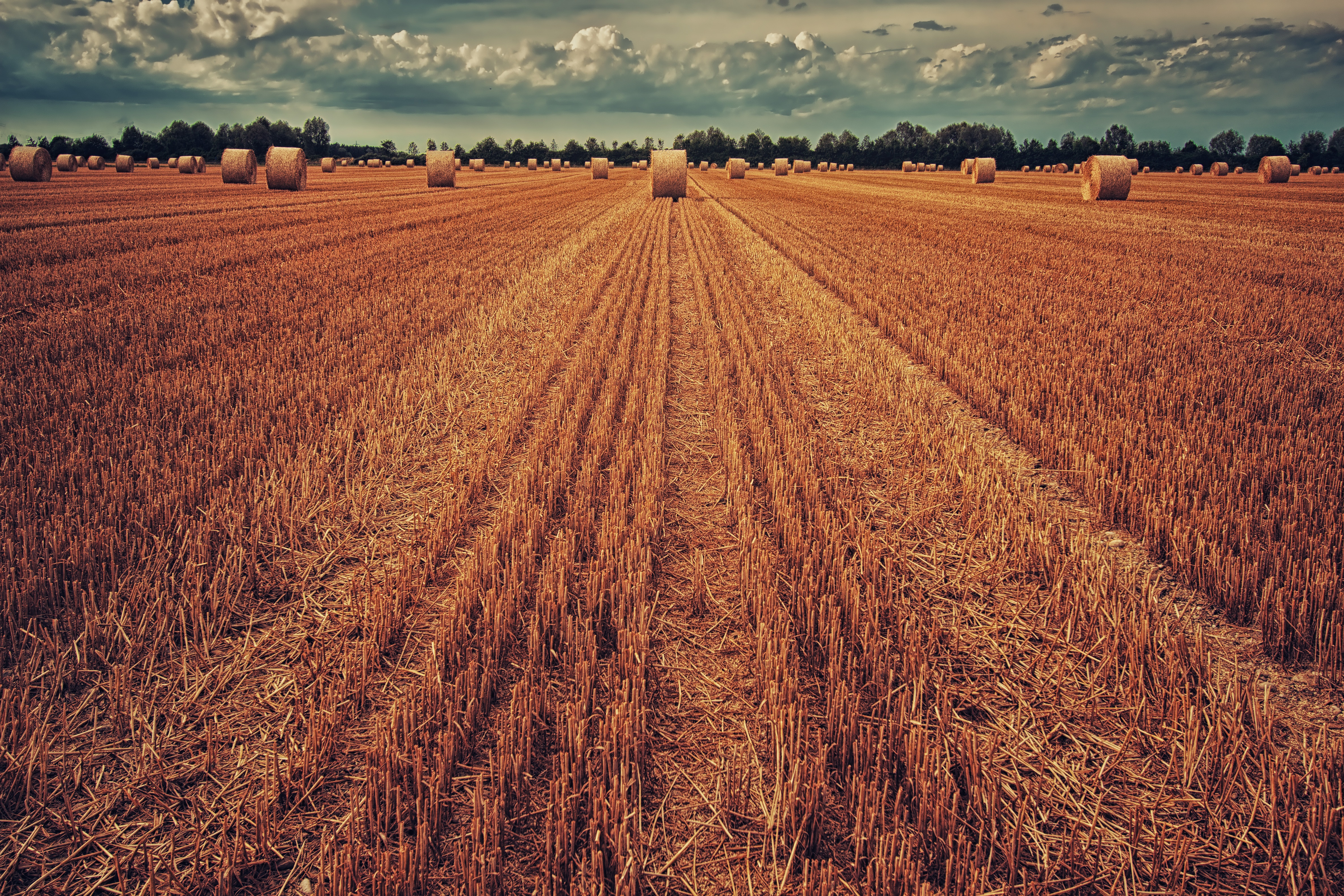 123593 скачать обои урожай, поле, пшеница, природа, трава, сено - заставки и картинки бесплатно