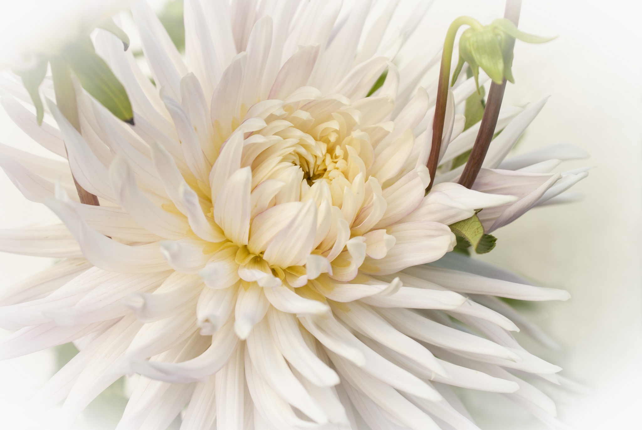 Descarga gratuita de fondo de pantalla para móvil de Flores, Flor, Dalia, Tierra/naturaleza, Macrofotografía.