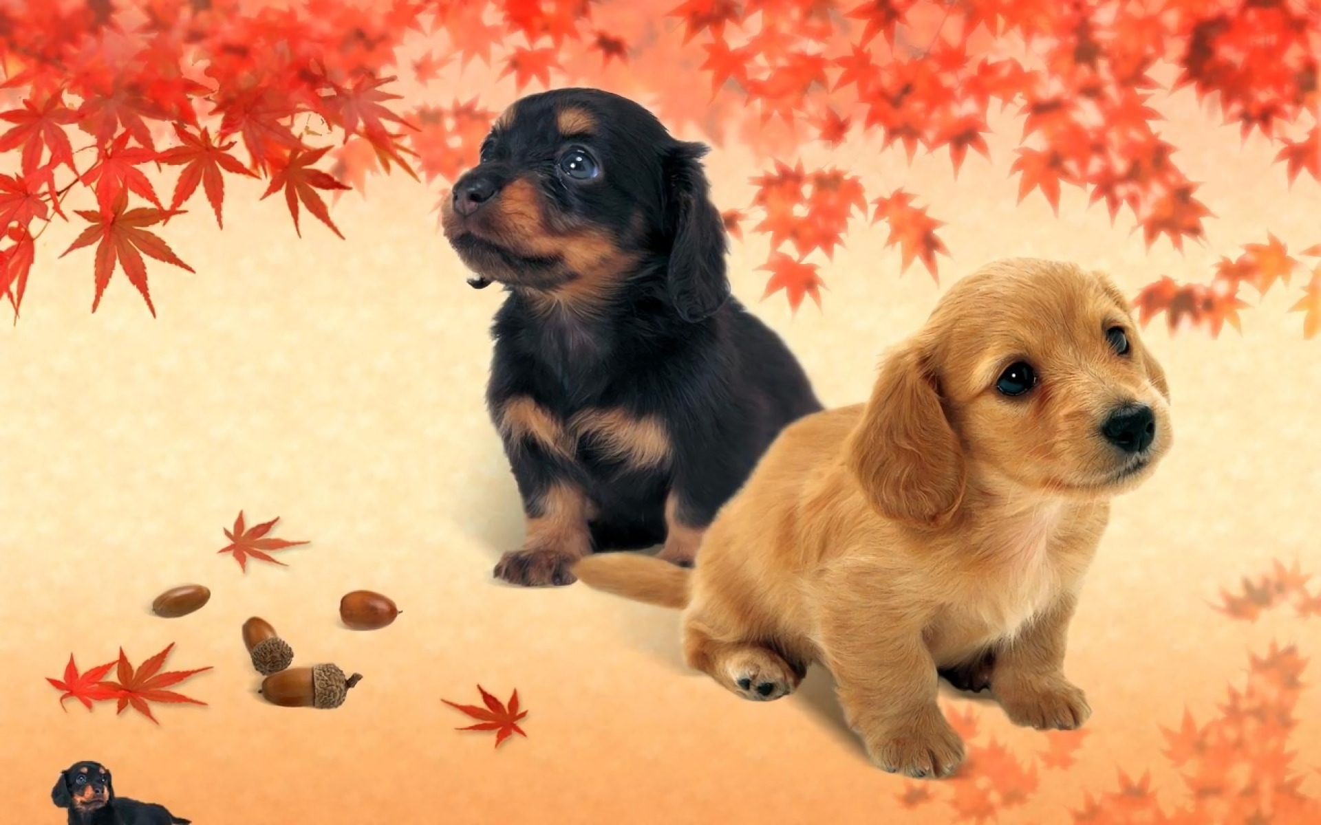 Laden Sie das Tiere, Hunde, Welpen, Beagle-Bild kostenlos auf Ihren PC-Desktop herunter