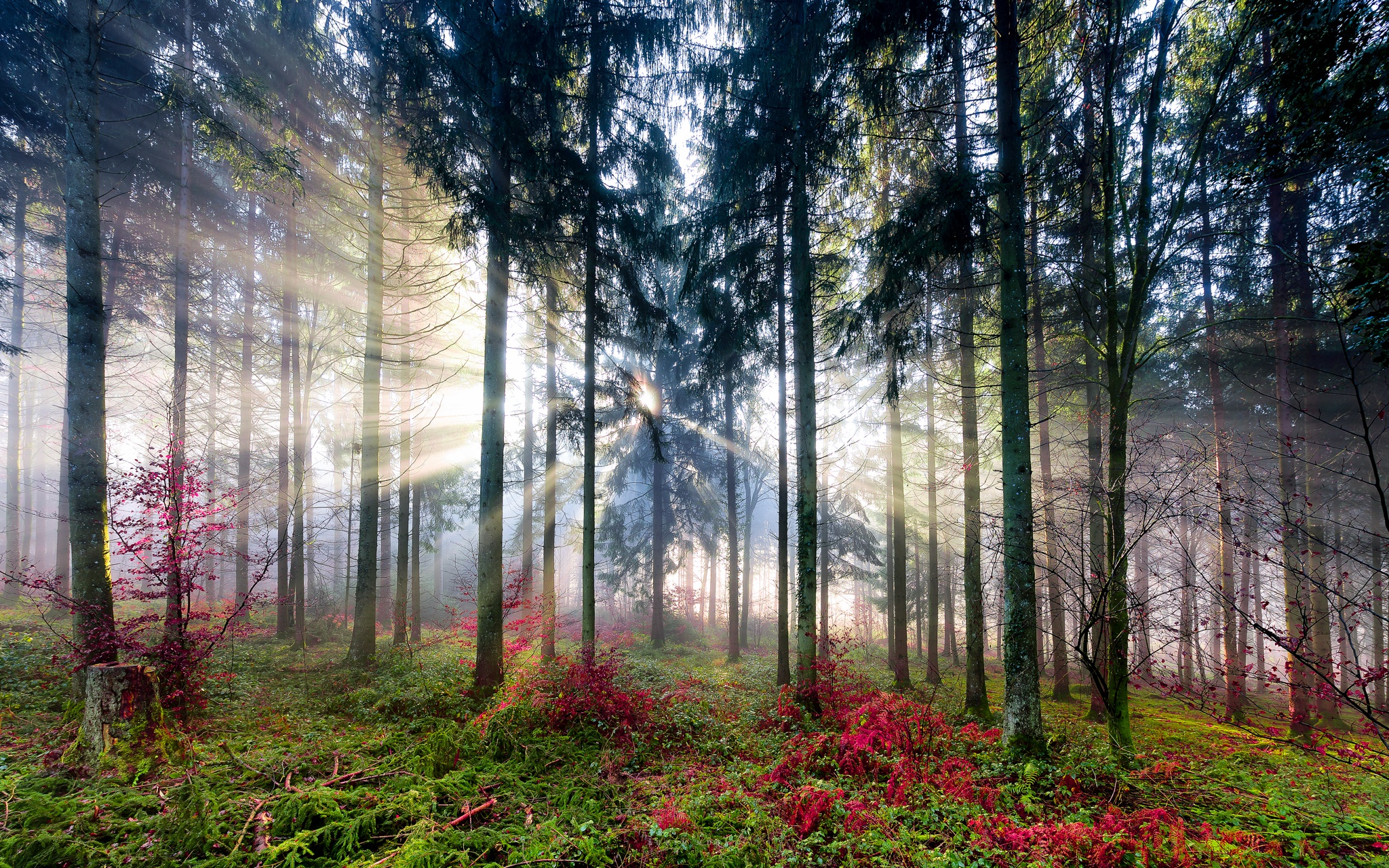 Handy-Wallpaper Natur, Wald, Baum, Sonnenstrahl, Erde/natur kostenlos herunterladen.